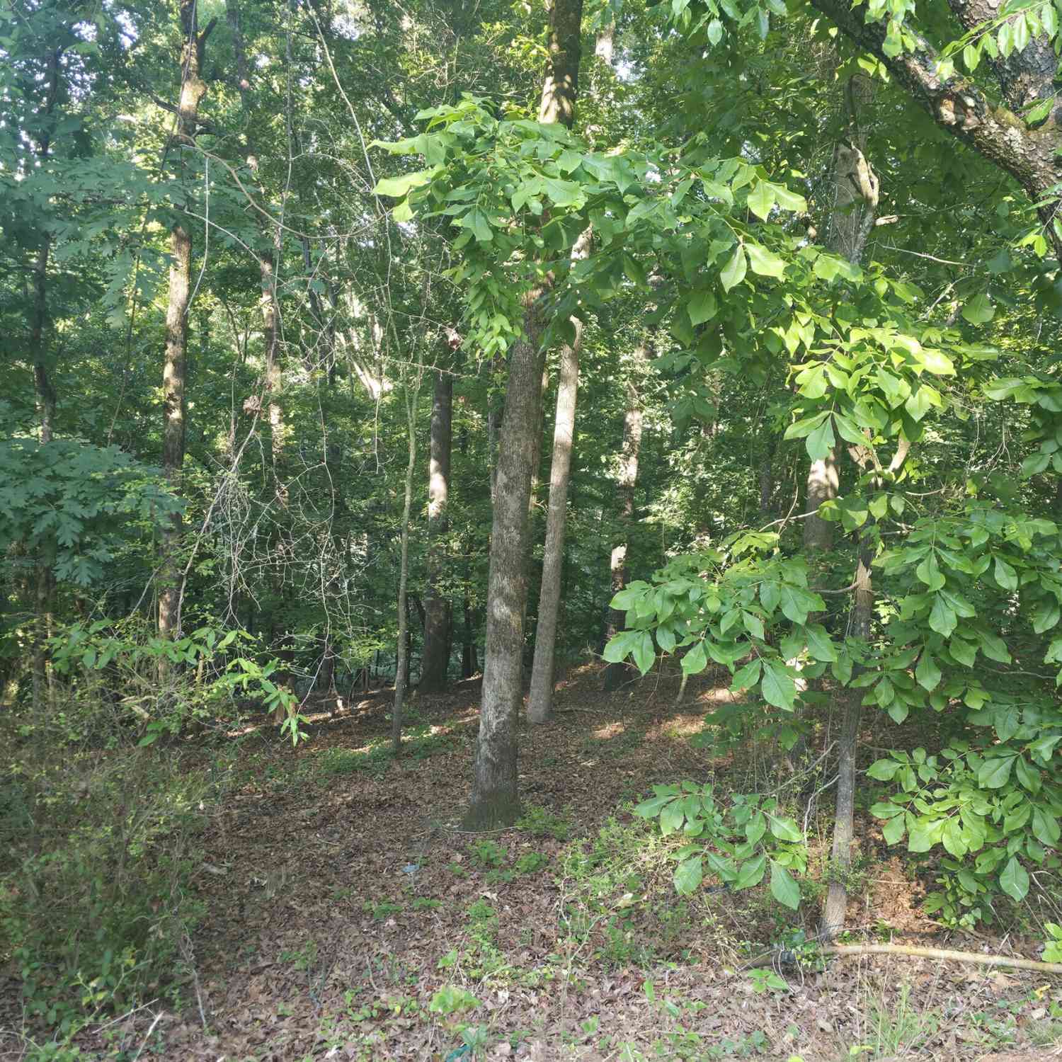 Vacant Land For Sale - 330 Caldwell Circle<br/> Clarke County, Athens, GA 30606