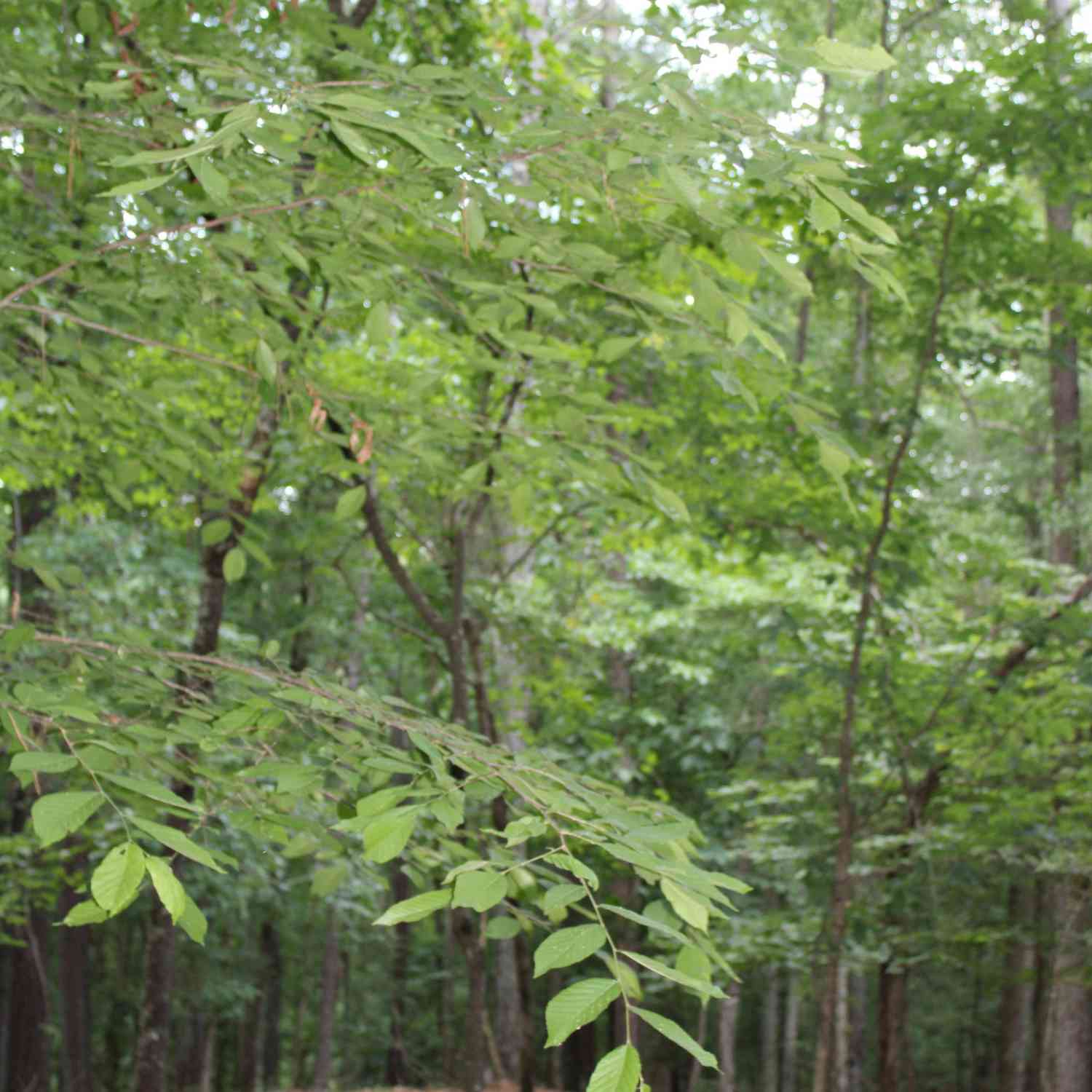 Vacant Land For Sale - 3 Mount Moriah Road<br/> Auburn, GA 30011
