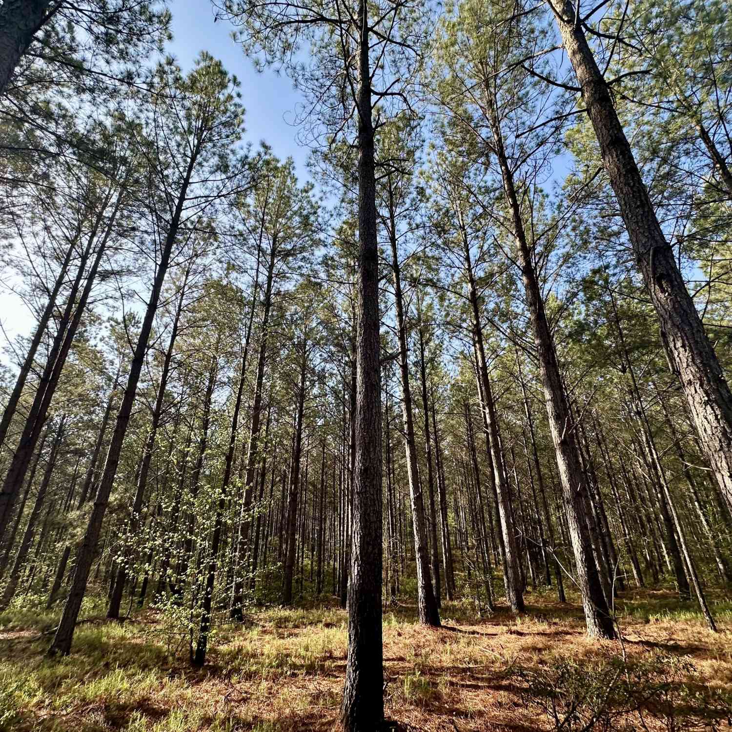 Vacant Land For Sale - J.w. Dunn Road<br/> Warm Springs, GA 31830