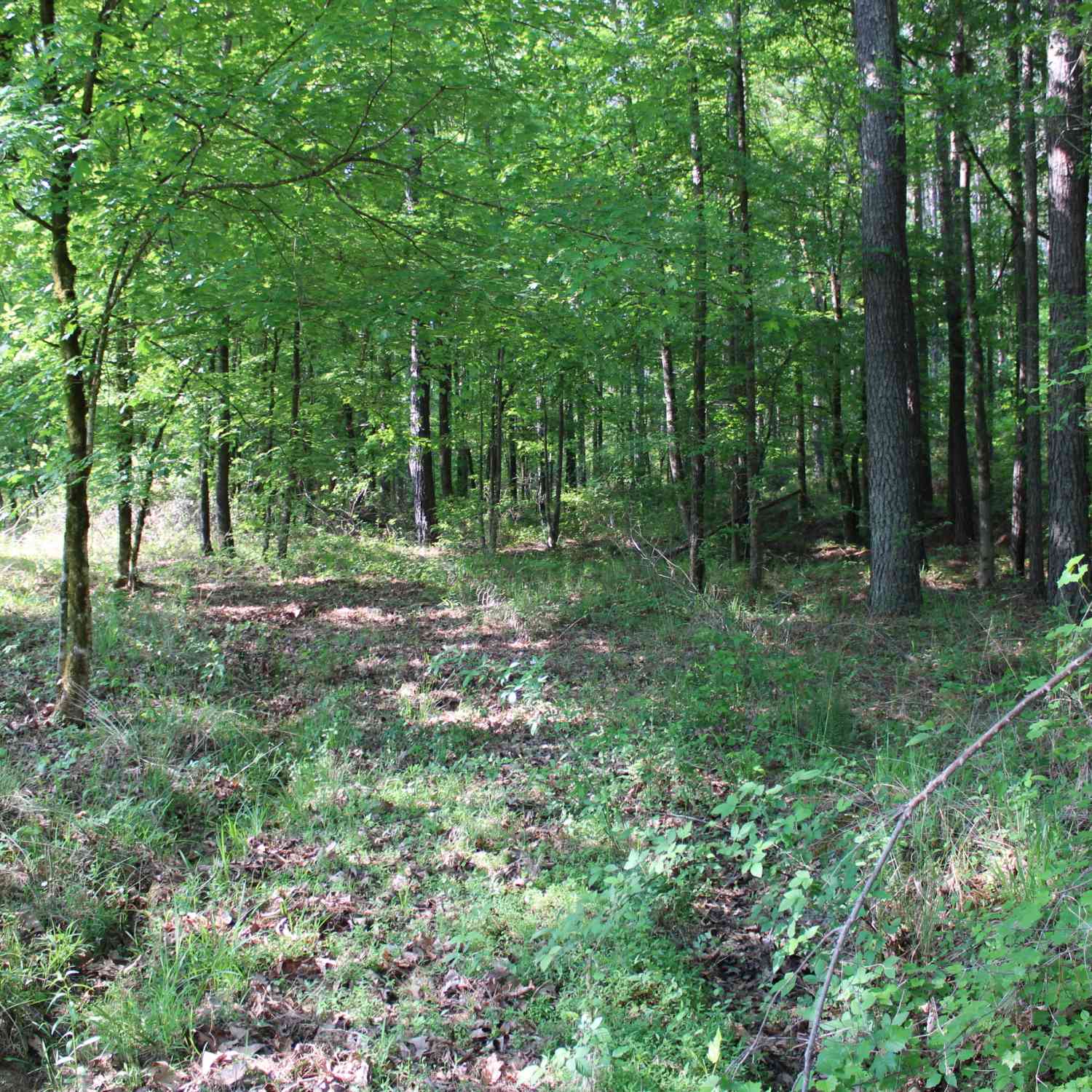 Vacant Land For Sale - Ga Hwy 87 Tract 1<br/> Forsyth, GA 31029