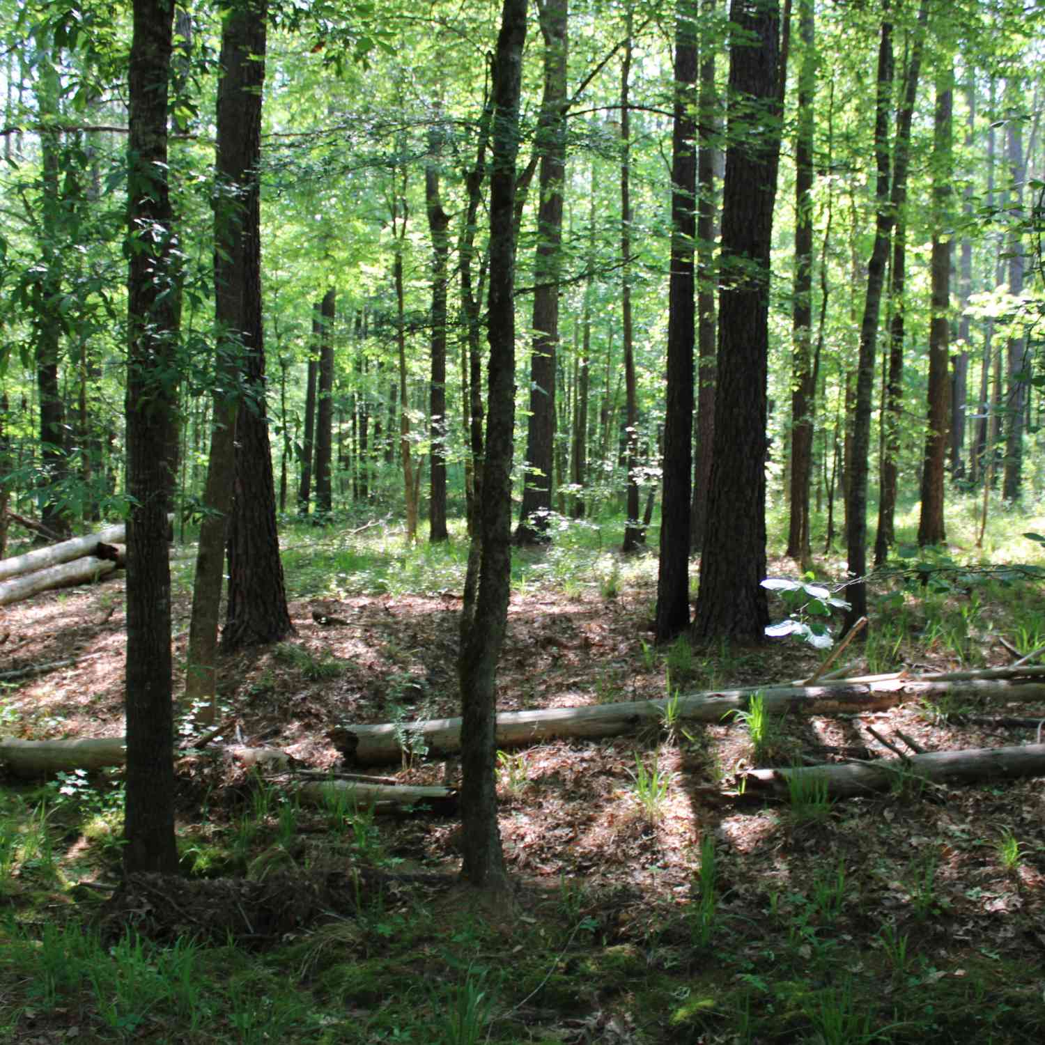 Vacant Land For Sale - Hwy 87 Tract 2<br/> Monroe County, Forsyth, GA 31029