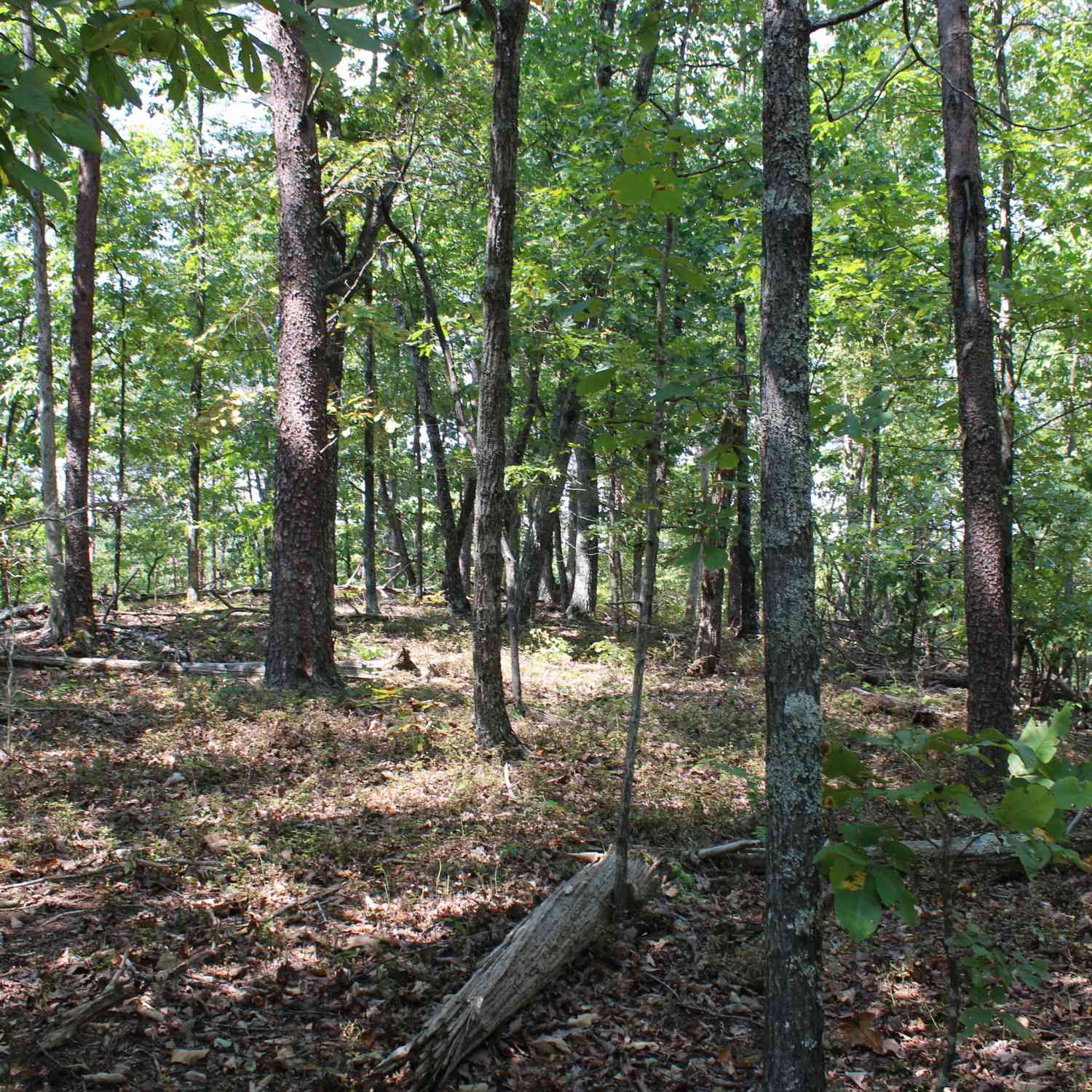Vacant Land For Sale - Conniston Road<br/> Chatsworth, GA 30705