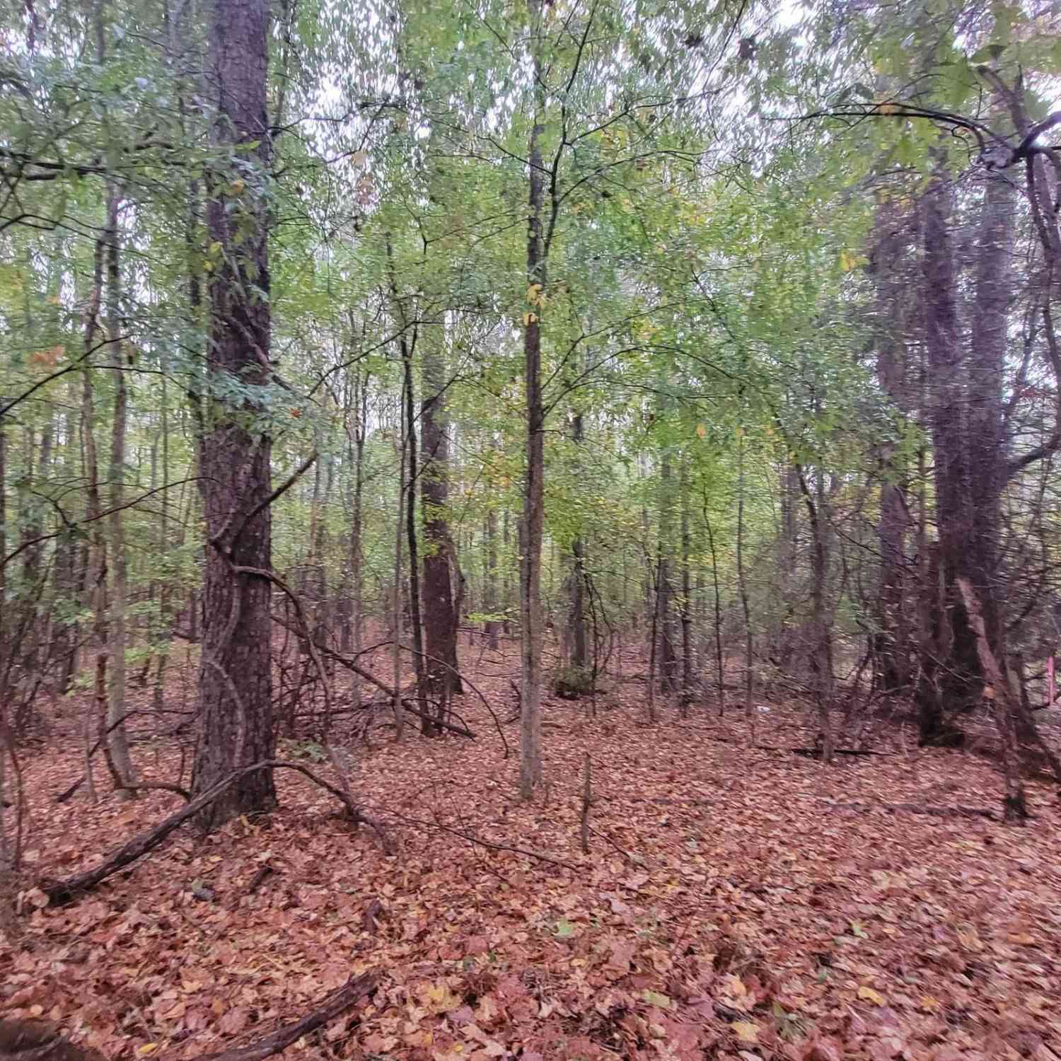 Vacant Land For Sale - 14 ACRES Lamars Mill Road<br/> Flovilla, GA 30216