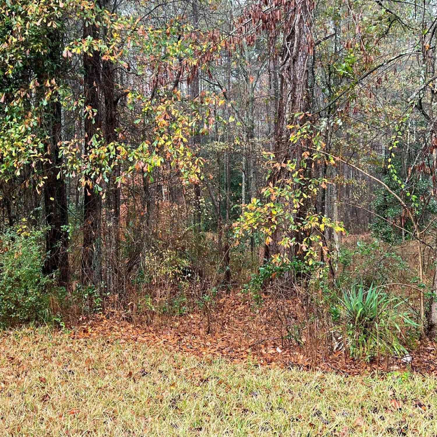 Vacant Land For Sale - Cherokee Dr.<br/> Tallapoosa, GA 30176