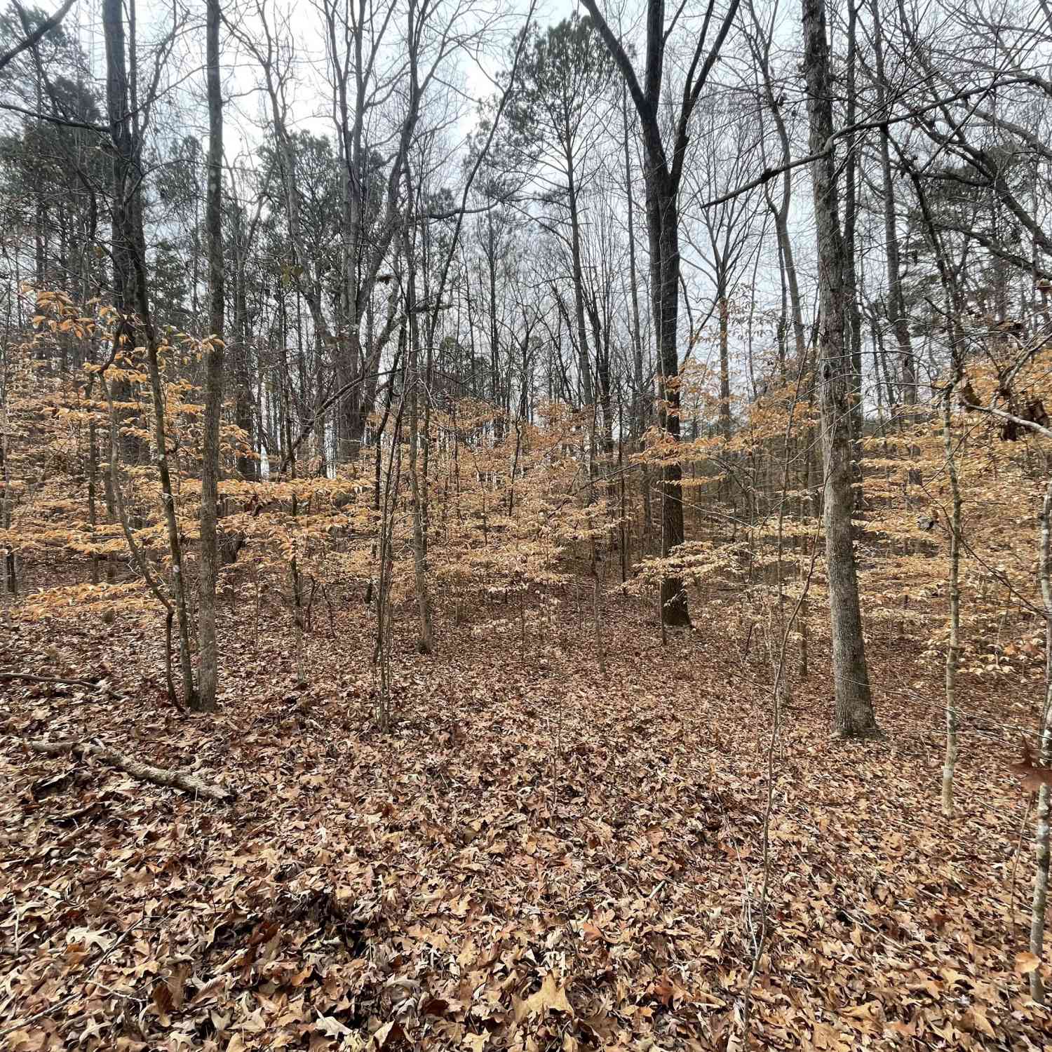 Vacant Land For Sale - Us Hwy 100<br/> Franklin, GA 30217