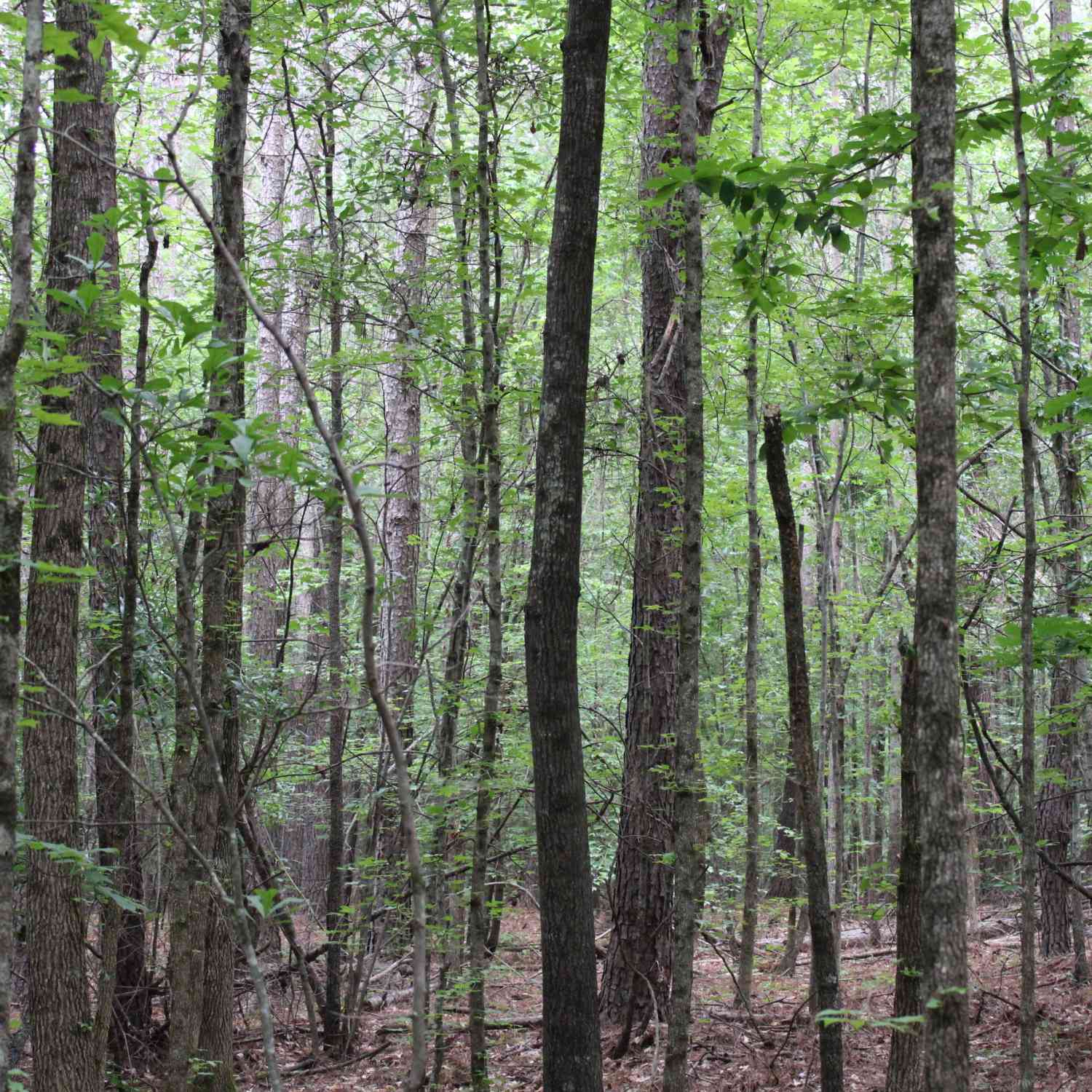Vacant Land For Sale - 1 Garnett Ward Road<br/> Madison County, Hull, GA 30646