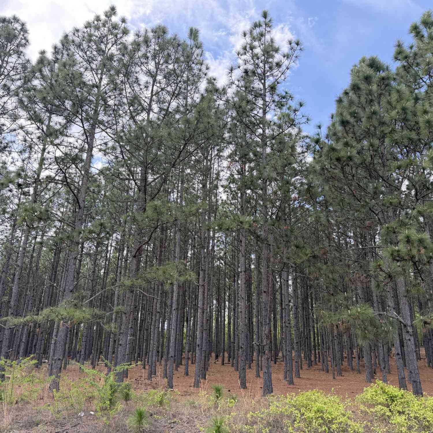 Vacant Land For Sale - 09 Barge Road<br/> Stewart County, Lumpkin, GA 31815