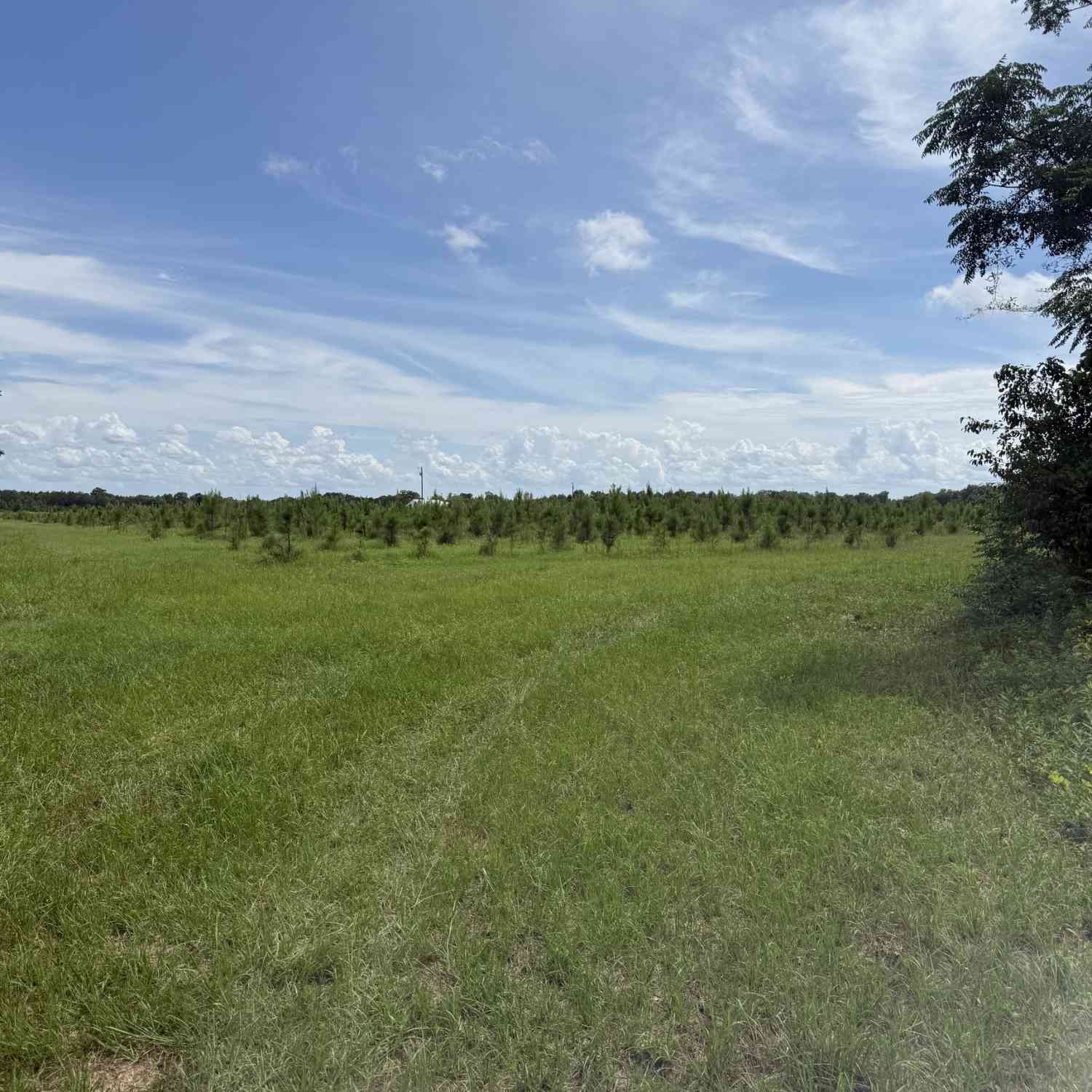 Vacant Land For Sale - 4276 County Line Road<br/> Stewart County, Lumpkin, GA 31815