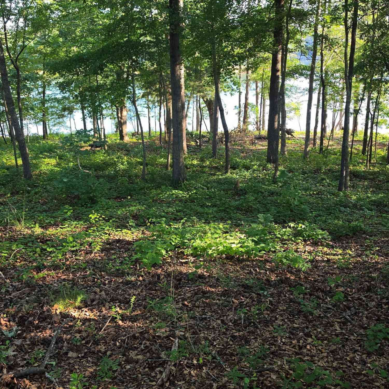 Vacant Land For Sale - LOT 1 Pointe Sidney Drive<br/> Hartwell, GA 30643