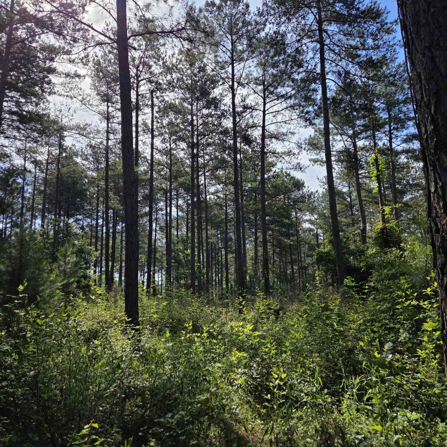 Vacant Land For Sale - 0 PERKINS ROAD Perkins Road<br/> Barnesville, GA 30204
