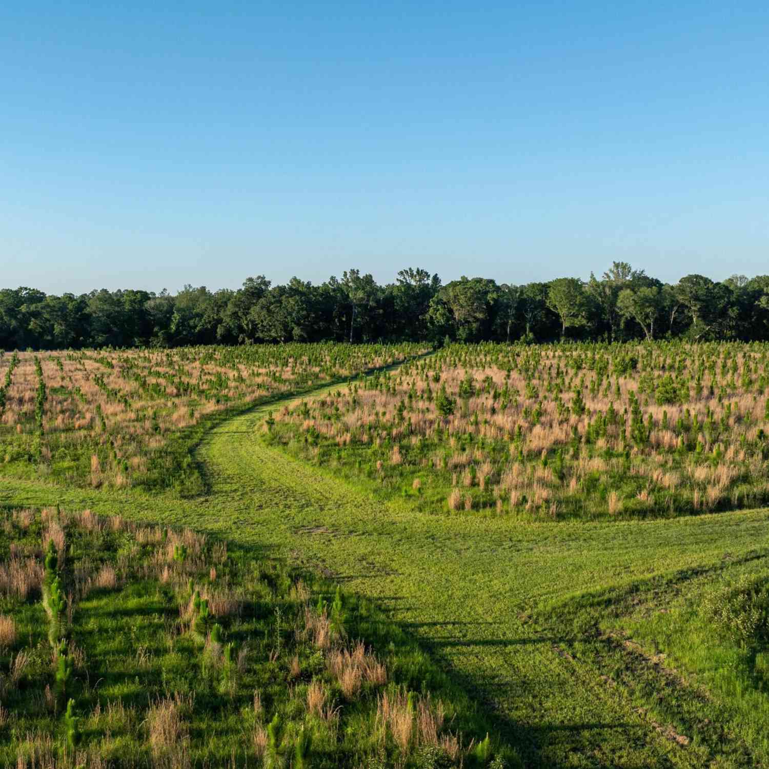 Vacant Land For Sale - 300 Beulah Road<br/> Sylvania, GA 30467