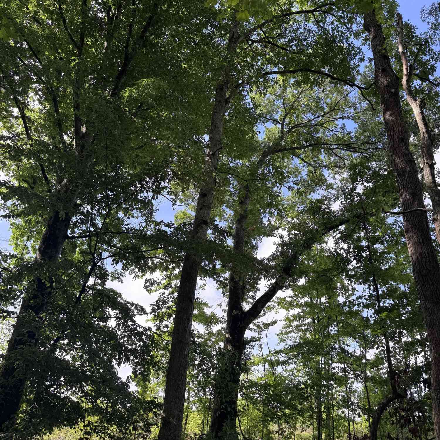 Vacant Land For Sale - Po Biddy Road<br/> Thomaston, GA 30286