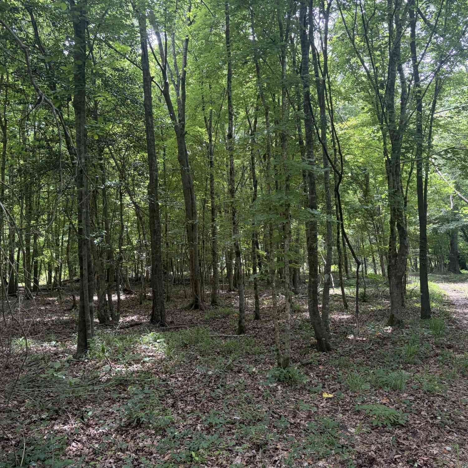 Vacant Land For Sale - 3 Sunhill Grange Road<br/> Davisboro, GA 31018