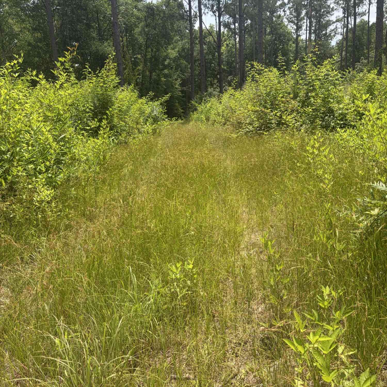 Vacant Land For Sale - 6 Sunhill Grange Road<br/> Davisboro, GA 31018