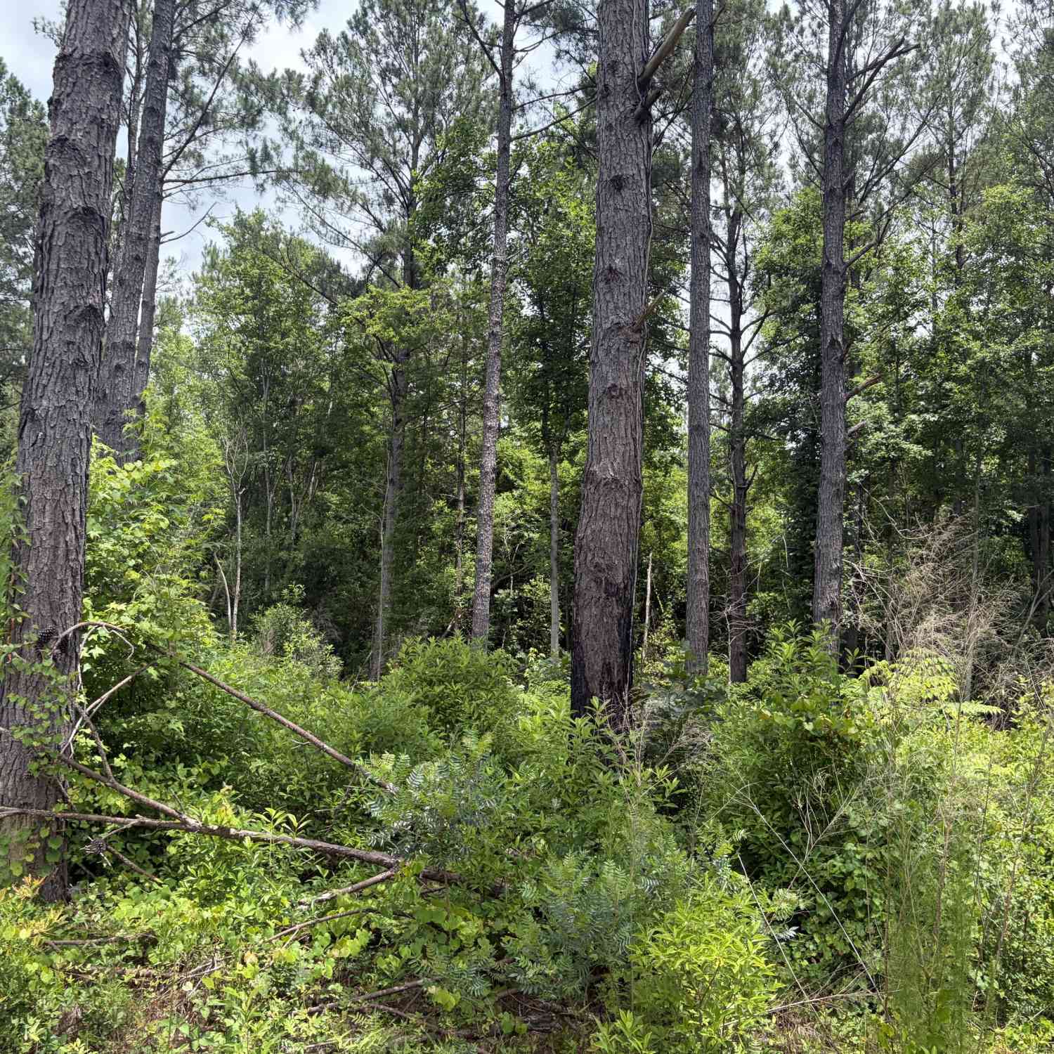 Vacant Land For Sale - 9 Sunhill Grange Road<br/> Davisboro, GA 31018