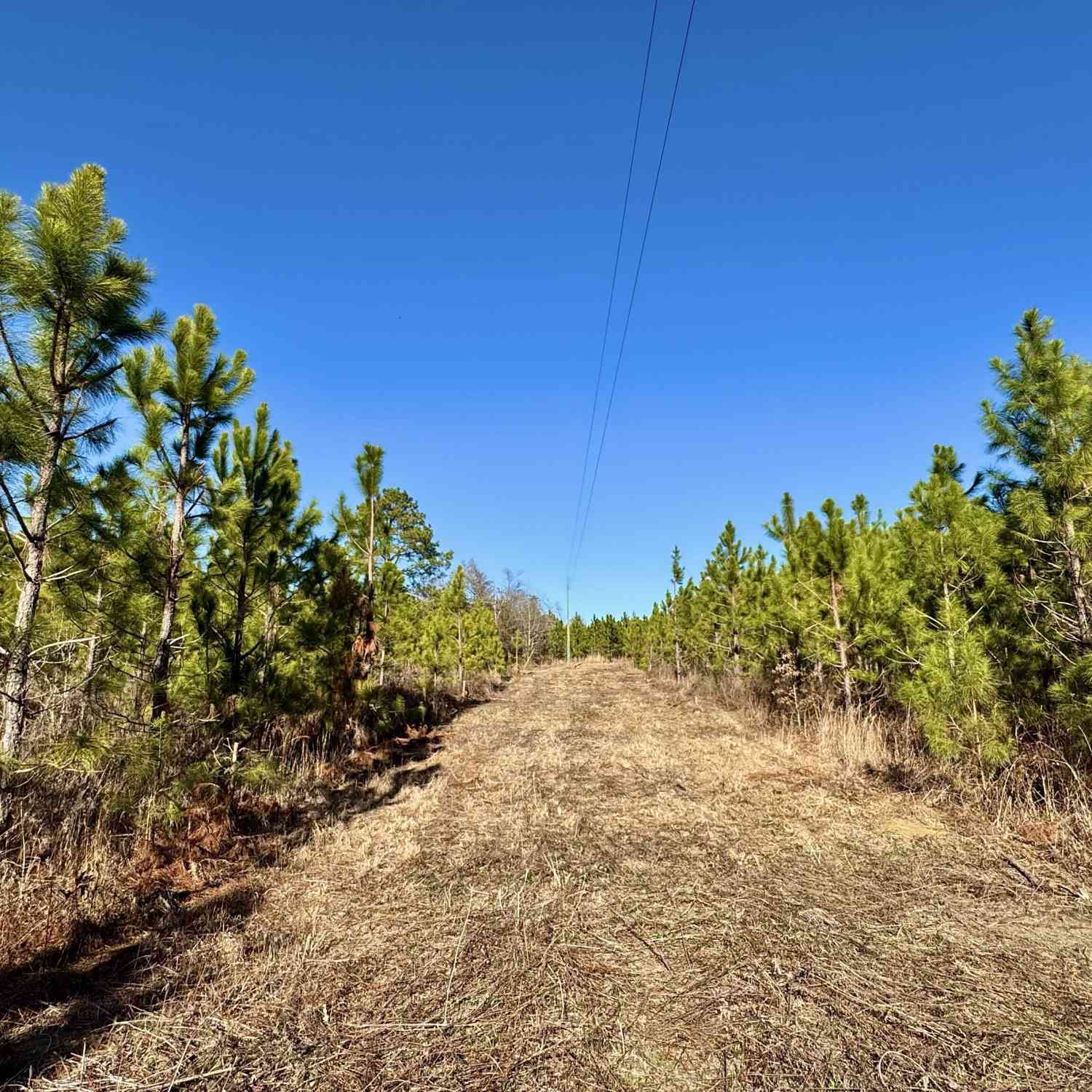 Vacant Land For Sale - Mcdaniel Drive<br/> Dexter, GA 31019