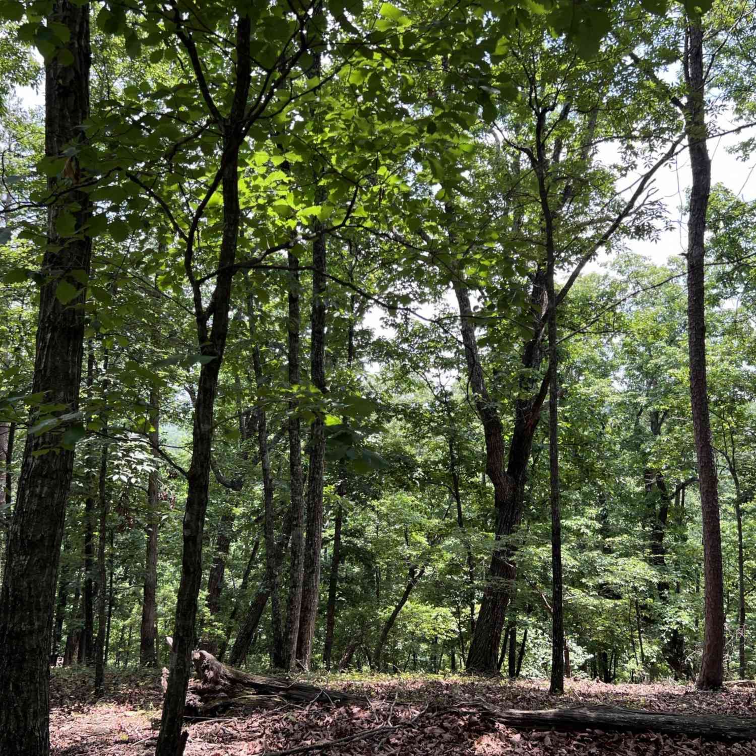 Vacant Land For Sale - Planters Pointe Drive<br/> Baldwin, GA 30511