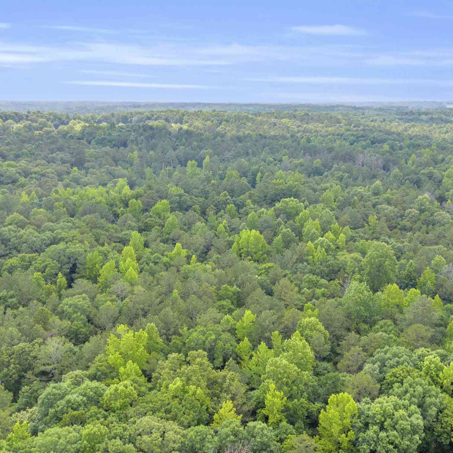 Vacant Land For Sale - 1655 Cleveland Road<br/> Bogart, GA 30622