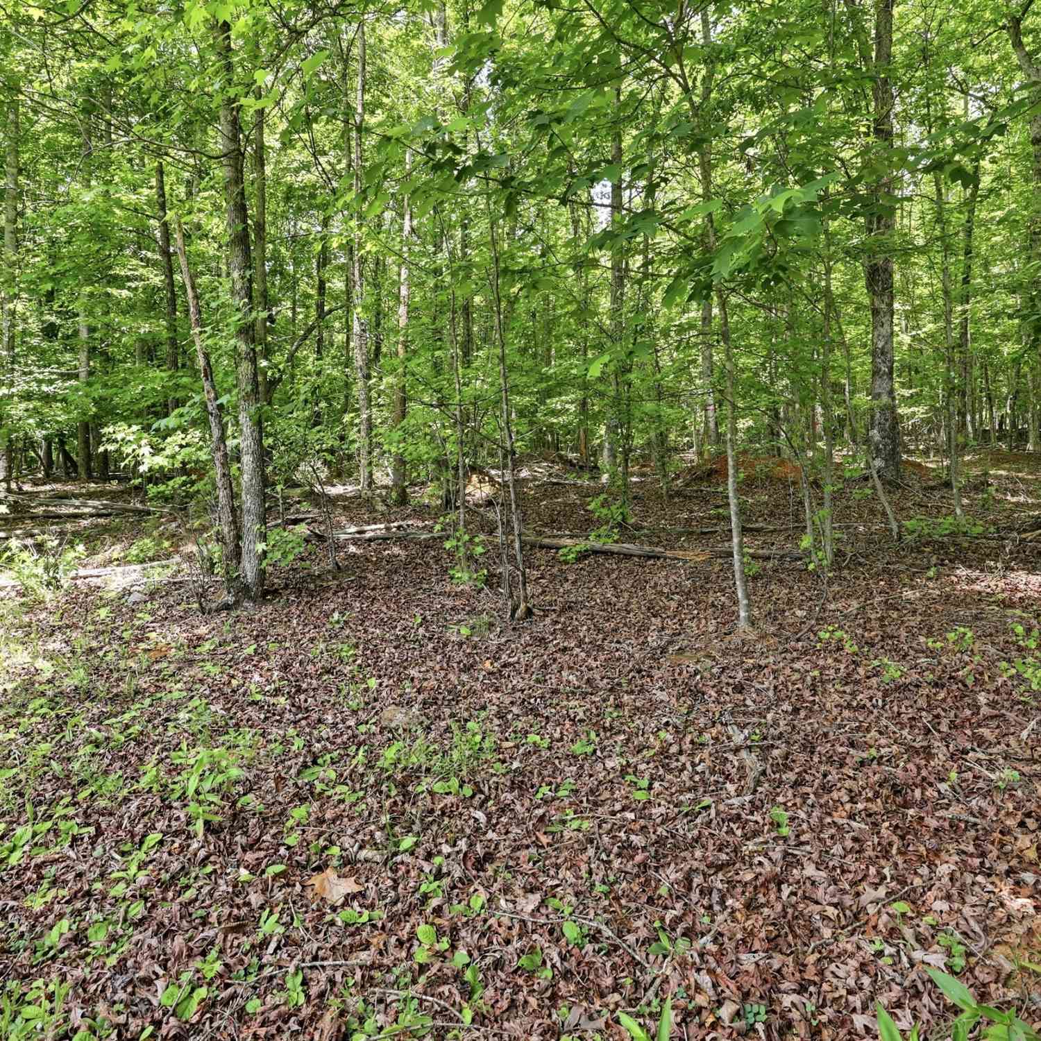 Vacant Land For Sale - 171 Laceola North Road<br/> Cleveland, GA 30528