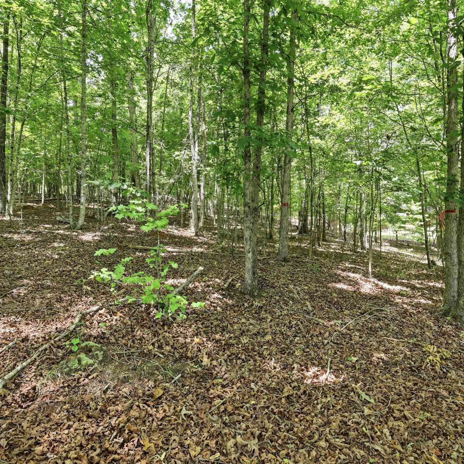 Vacant Land For Sale - 172 Laceola North Road<br/> Cleveland, GA 30528