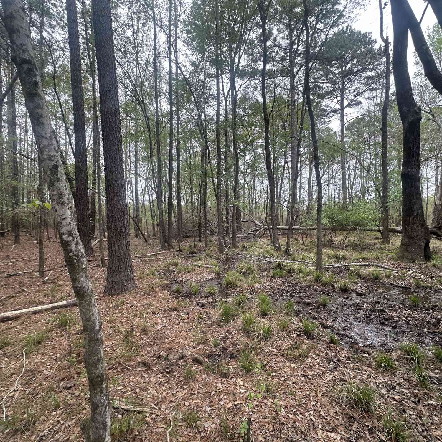 Vacant Land For Sale - Fred Chance Road<br/> Jenkins County, Perkins, GA 30442