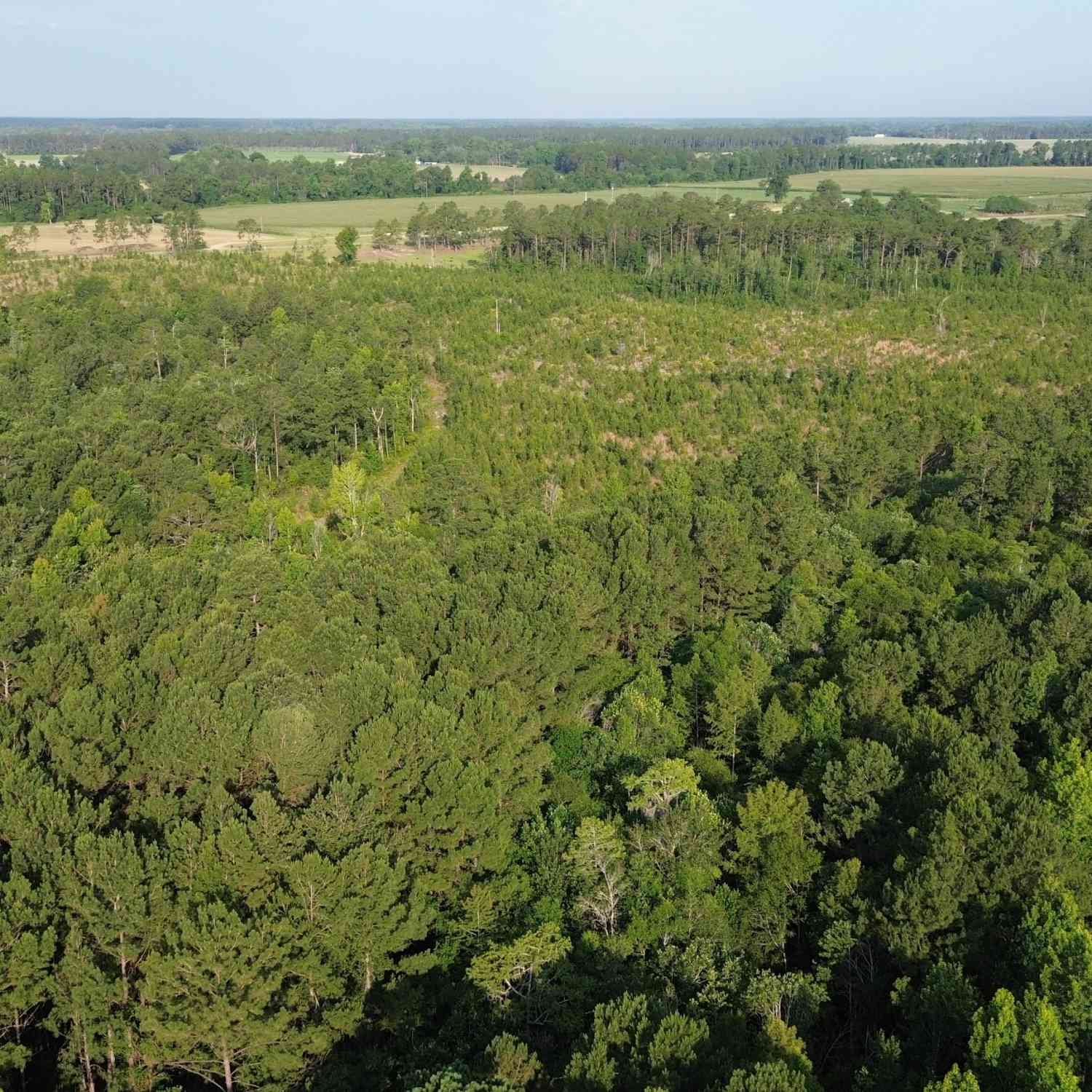 Vacant Land For Sale - Scuffletown Road<br/> Pierce County, Bristol, GA 31518