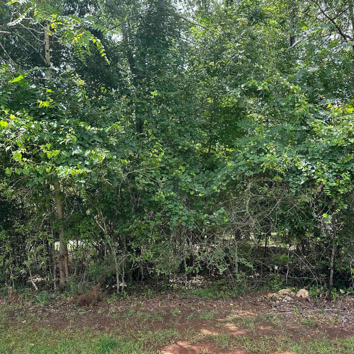 Vacant Land For Sale - 1361 Arborgate Street<br/> Madison, GA 30650