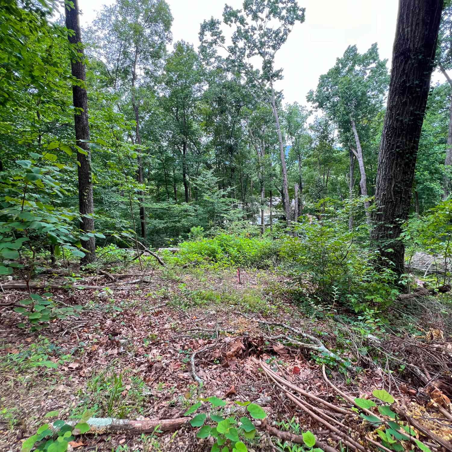 Vacant Land For Sale - 00 Shannon Drive<br/> dalton, GA 30720