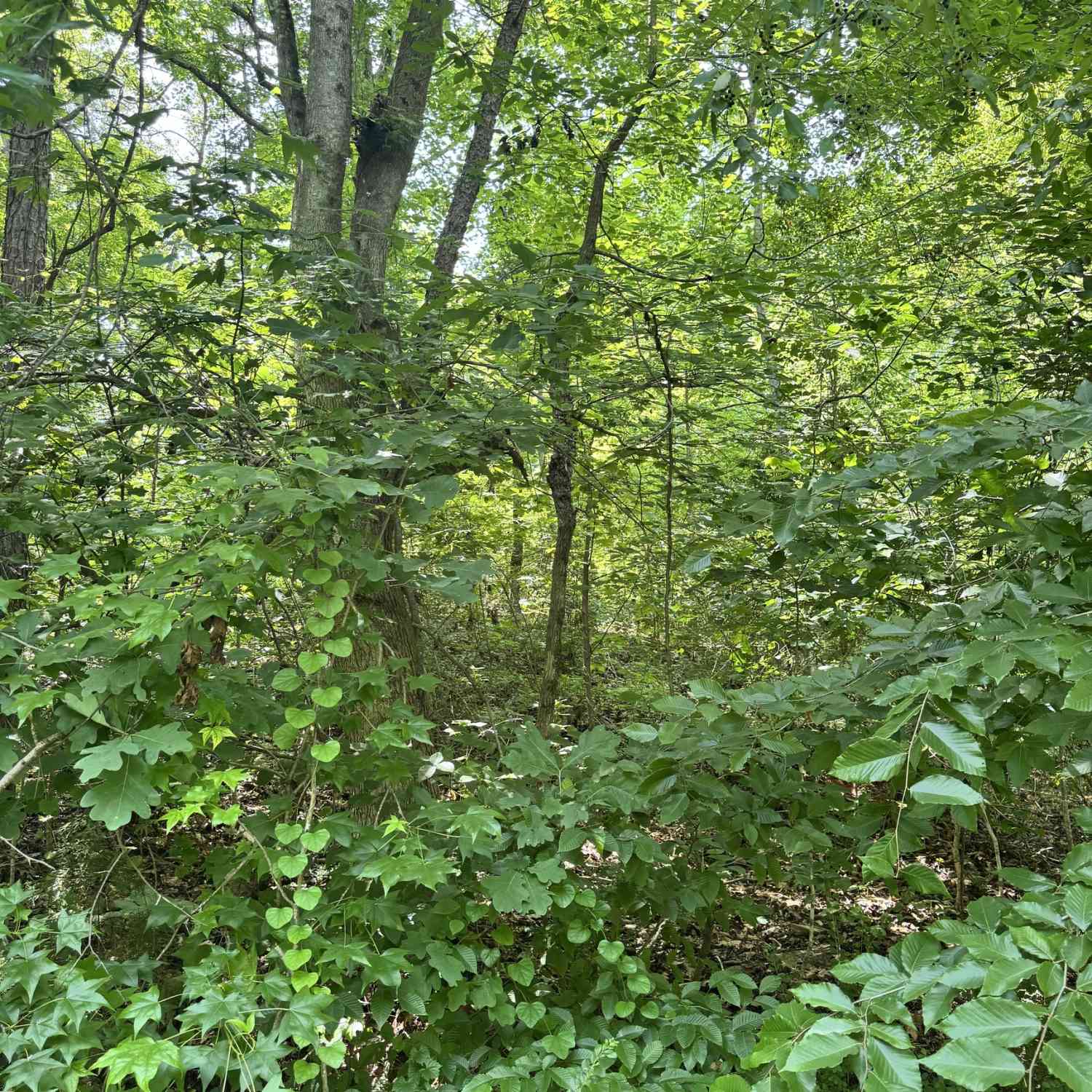Vacant Land For Sale - 1469 Lakeside Trail<br/> Martin, GA 30557