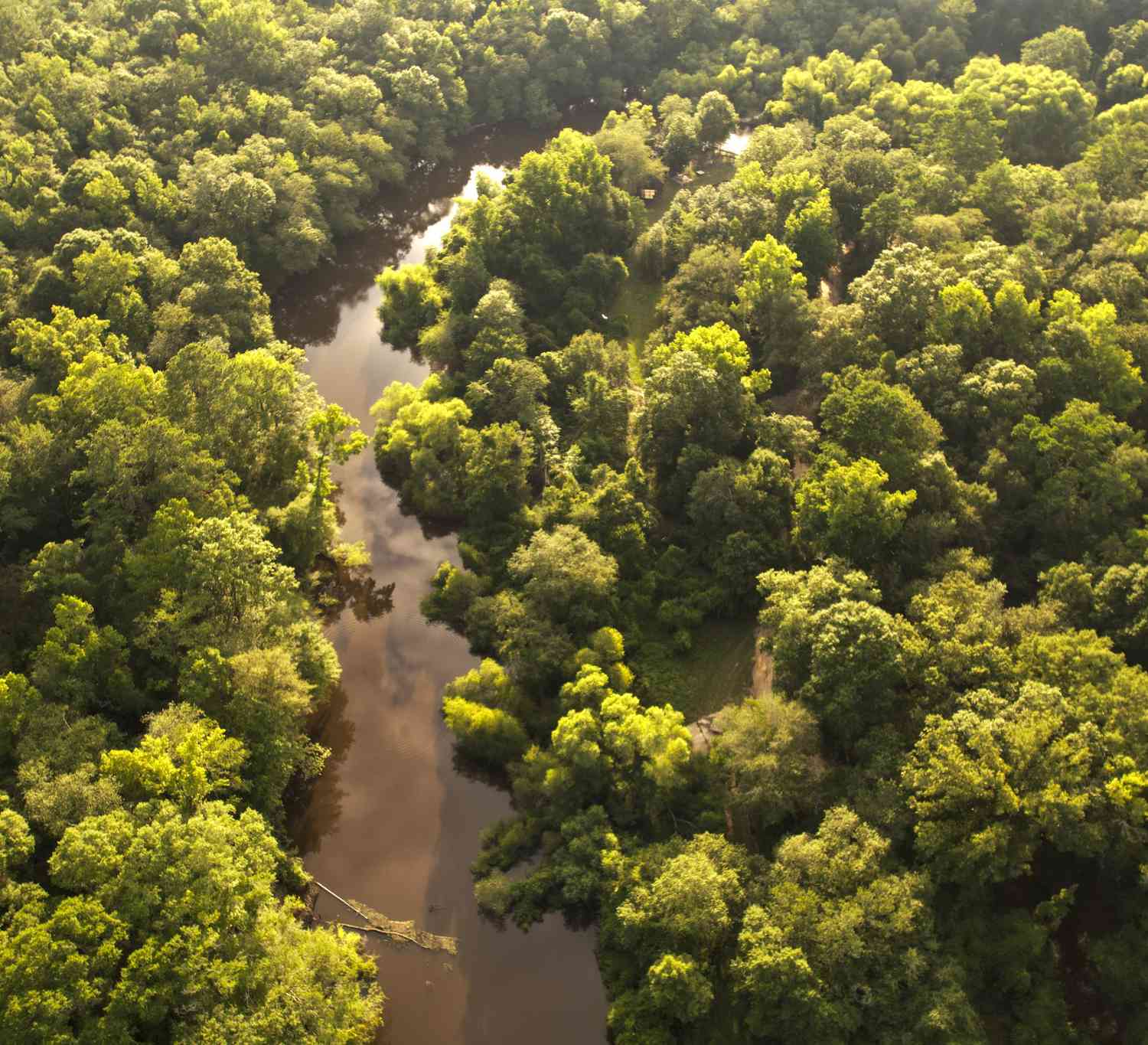 Vacant Land For Sale - River Ridge Road<br/> Reidsville, GA 30453