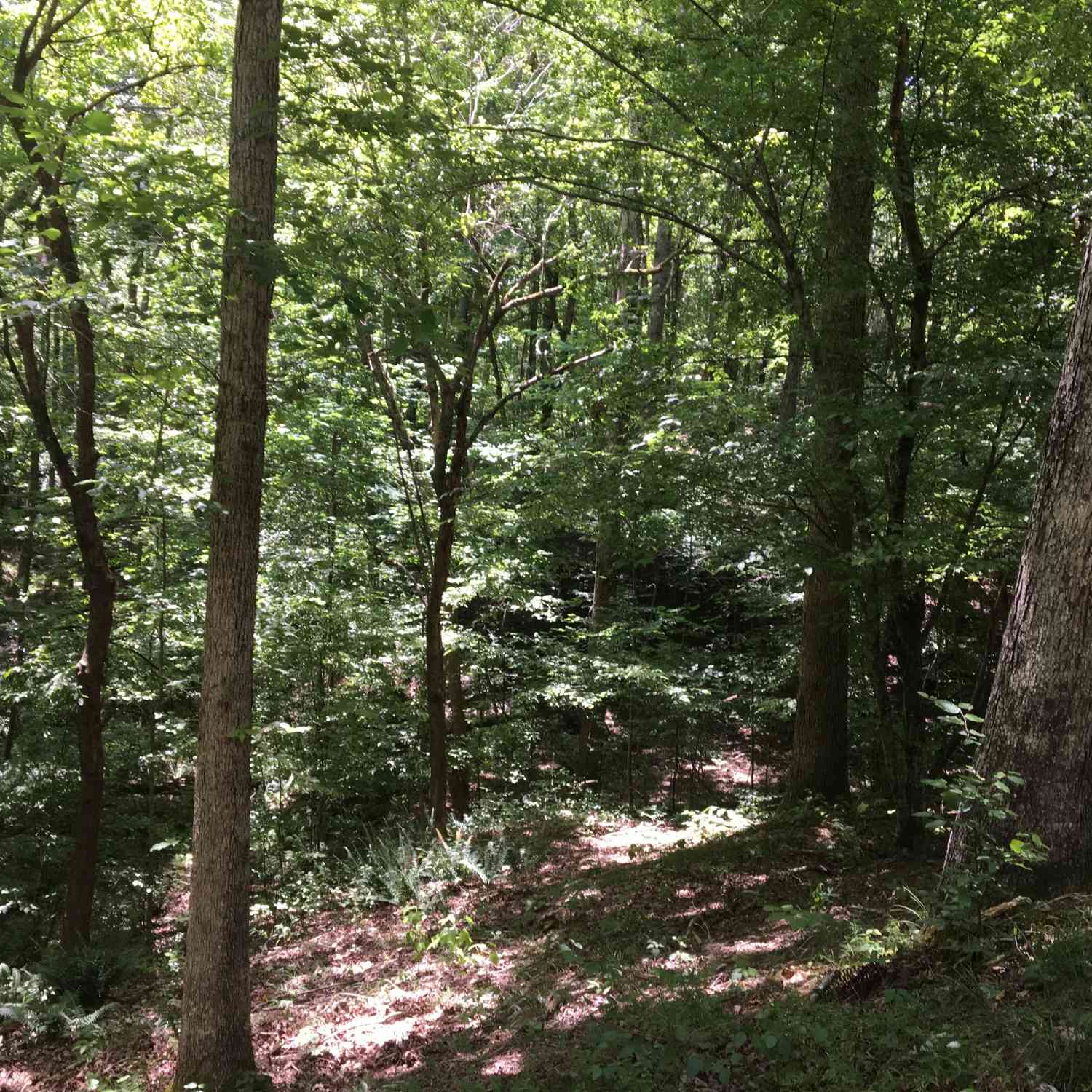 Vacant Land For Sale - Damascus Road<br/> Ball Ground, GA 30107