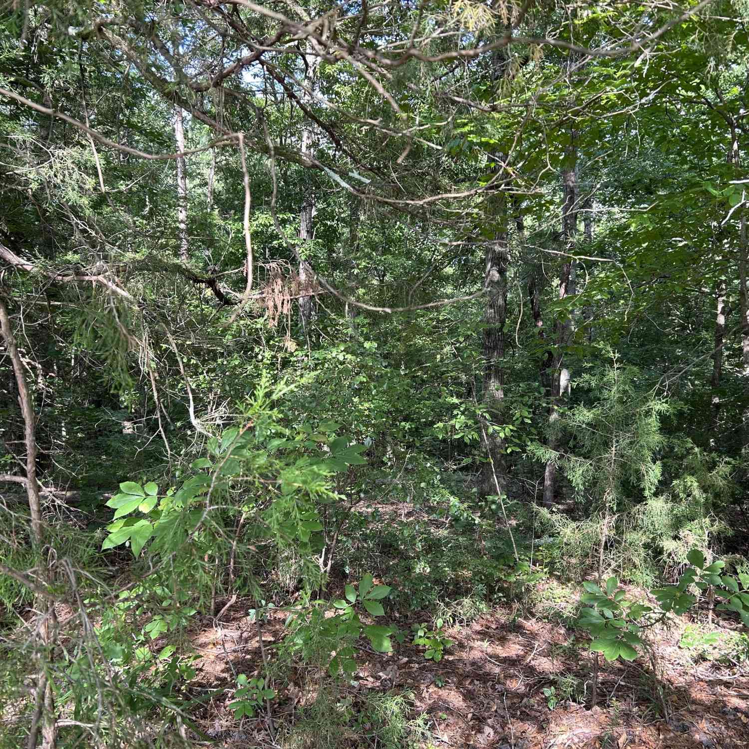 Vacant Land For Sale - County Road 329<br/> Wedowee, AL 36278
