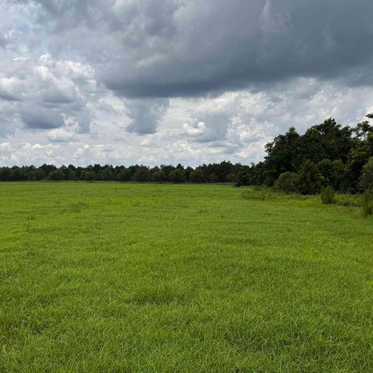 Vacant Land For Sale - 000 Old Reidsville Collins Road<br/> Tattnall County, Collins, GA 30421