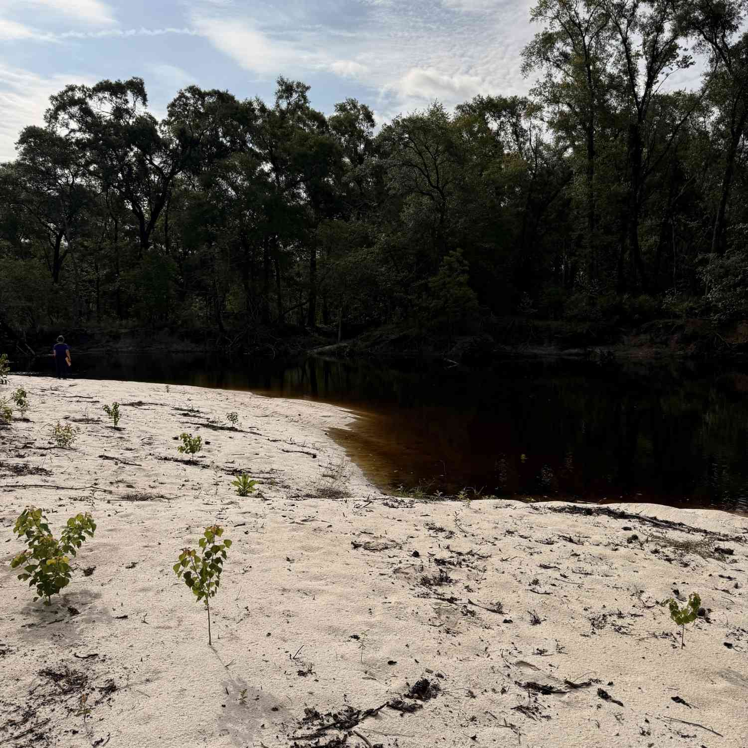 Vacant Land For Sale - 10 ACRES Wildcat Ln - Satilla River<br/> Ware County, Waycross, GA 31503