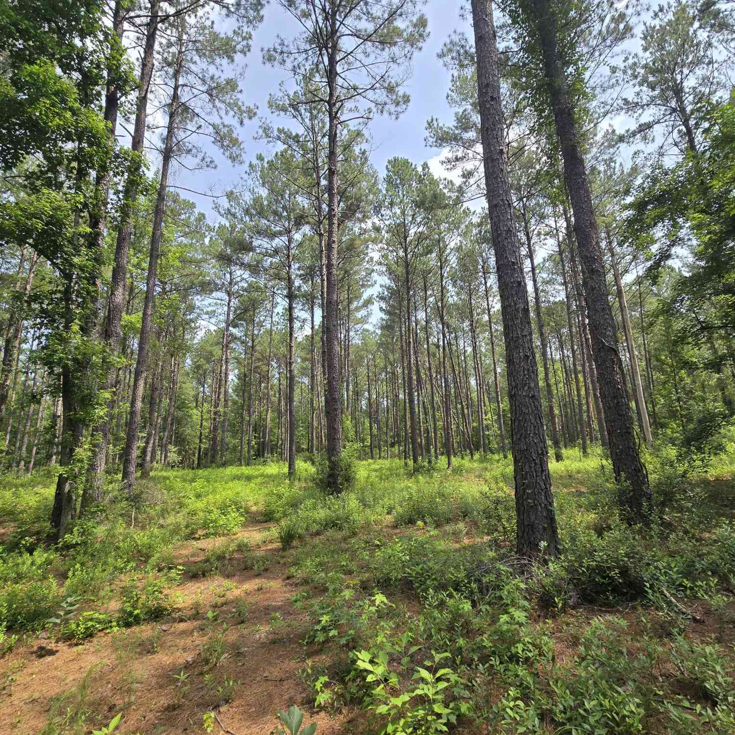 Vacant Land For Sale - Colby Drive<br/> Dublin, GA 31021