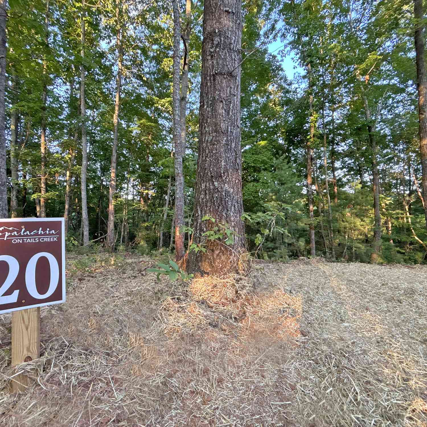Vacant Land For Sale - LOT 20 Mt Springer Road<br/> Ellijay, GA 30540