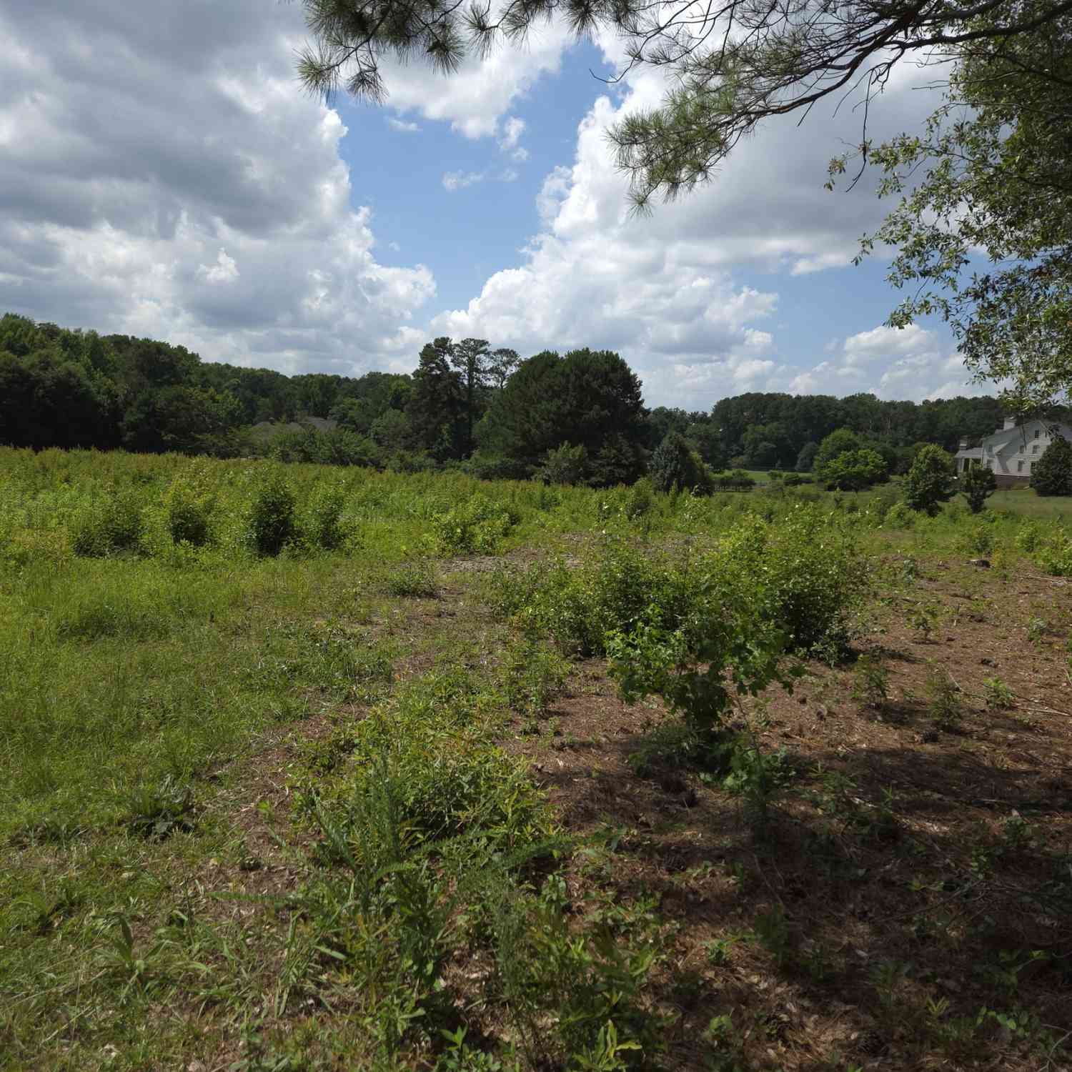Vacant Land For Sale - Trickum Creek Road<br/> Tyrone, GA 30290