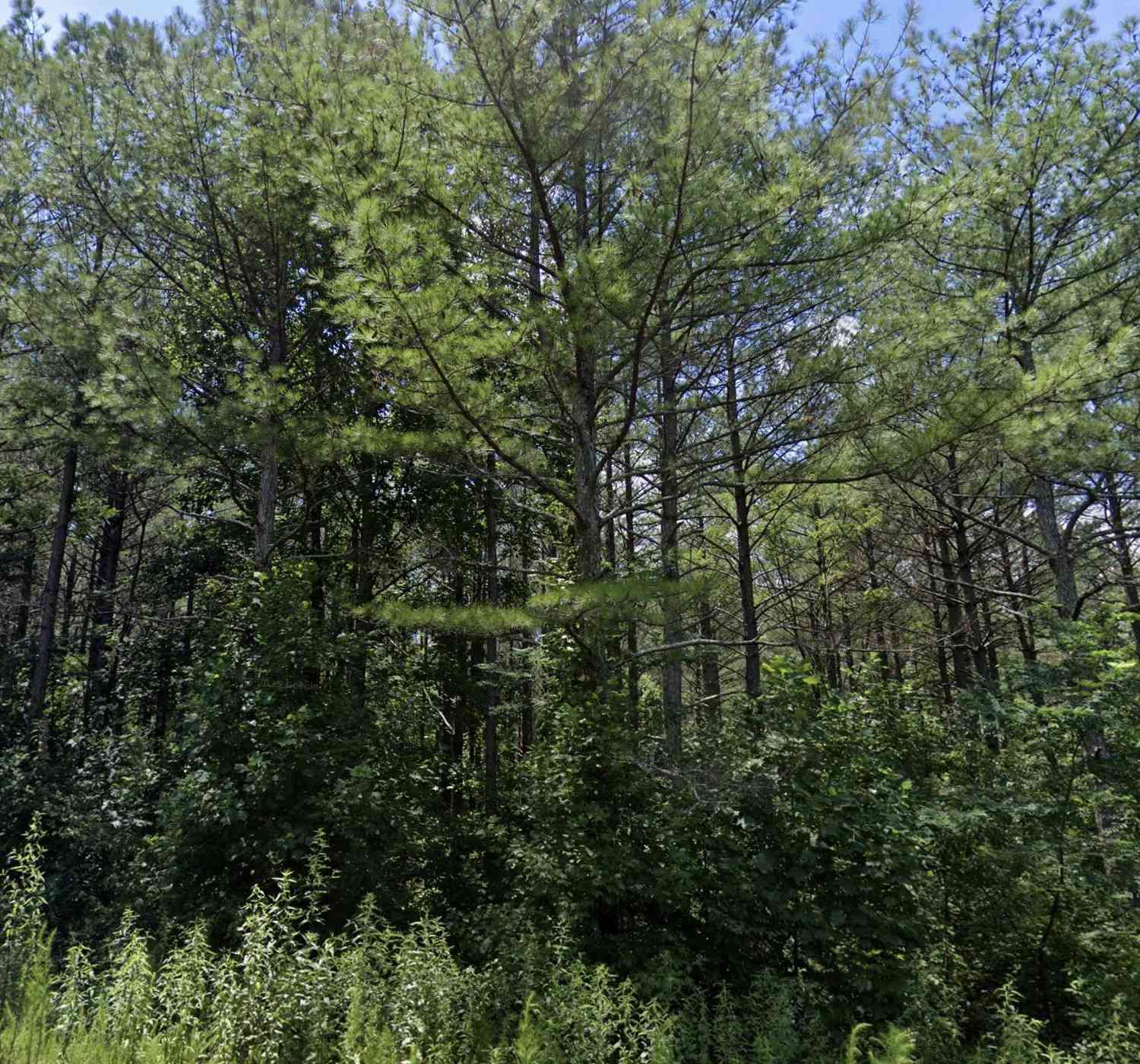 Vacant Land For Sale - Eastside Drive<br/> Ellijay, GA 30536
