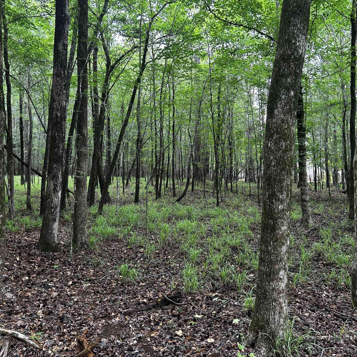 Vacant Land For Sale - 213 Winding River Road<br/> Eatonton, GA 31024