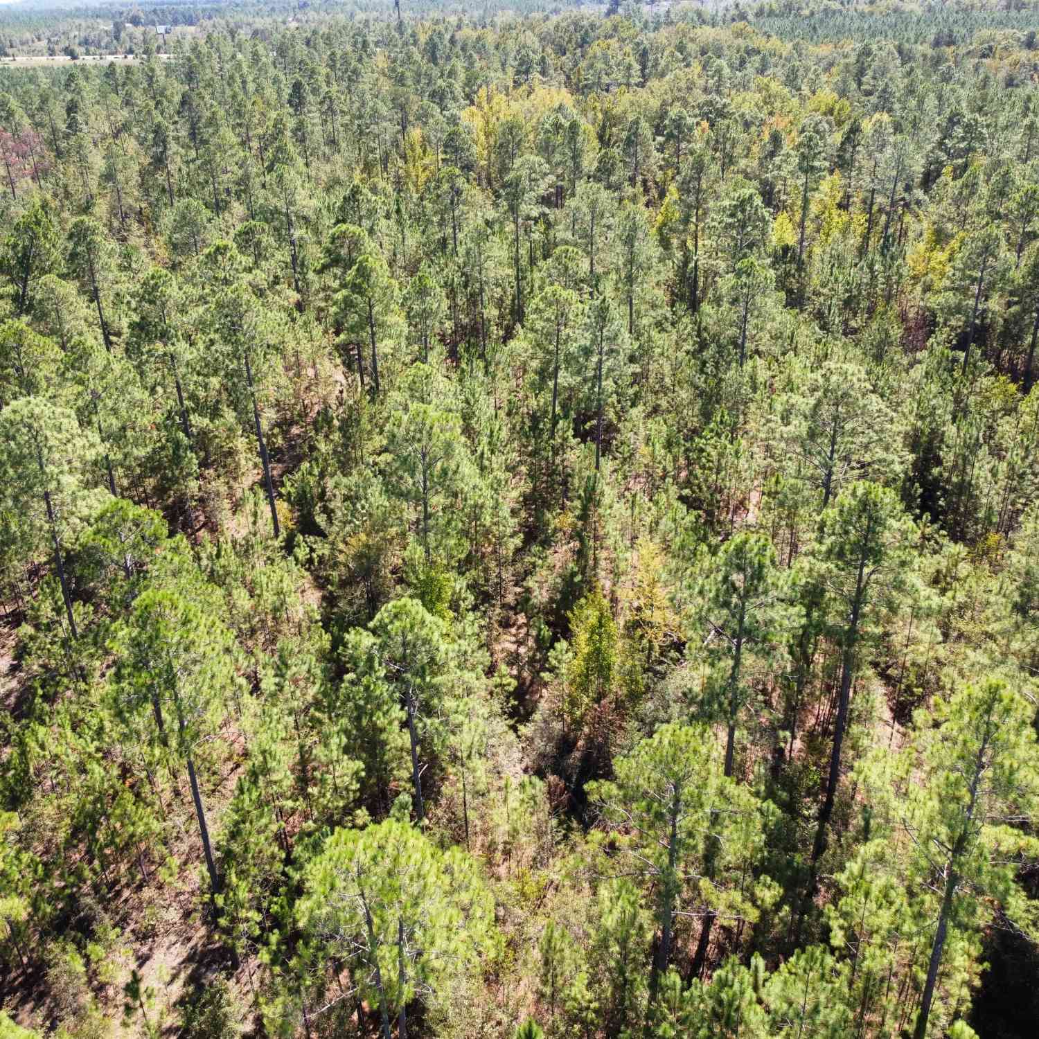 Vacant Land For Sale - 843 Daniel Mimbs Road<br/> East Dublin, GA 31027