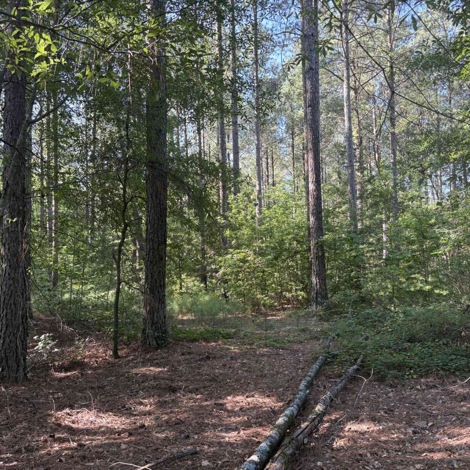 Vacant Land For Sale - 41 Elton Stewart Road<br/> Carlton, GA 30627