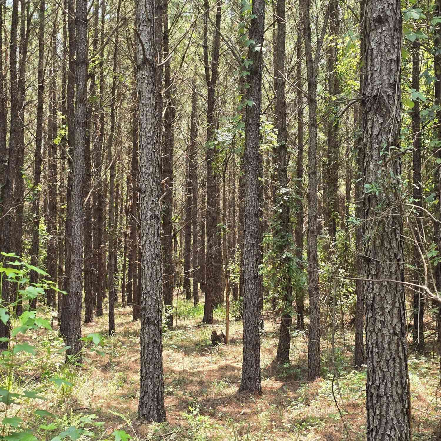 Vacant Land For Sale - Ga Hwy 56 N<br/> Burke County, Waynesboro, GA 30830