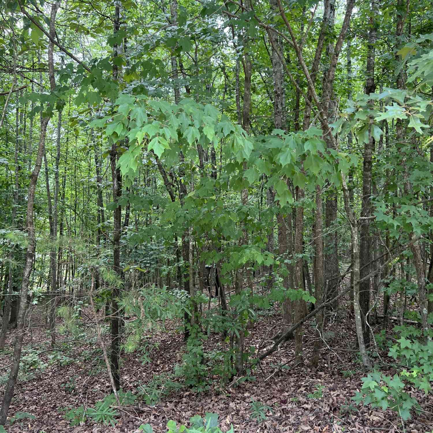 Vacant Land For Sale - 7655 Fern Lane<br/> Lula, GA 30554
