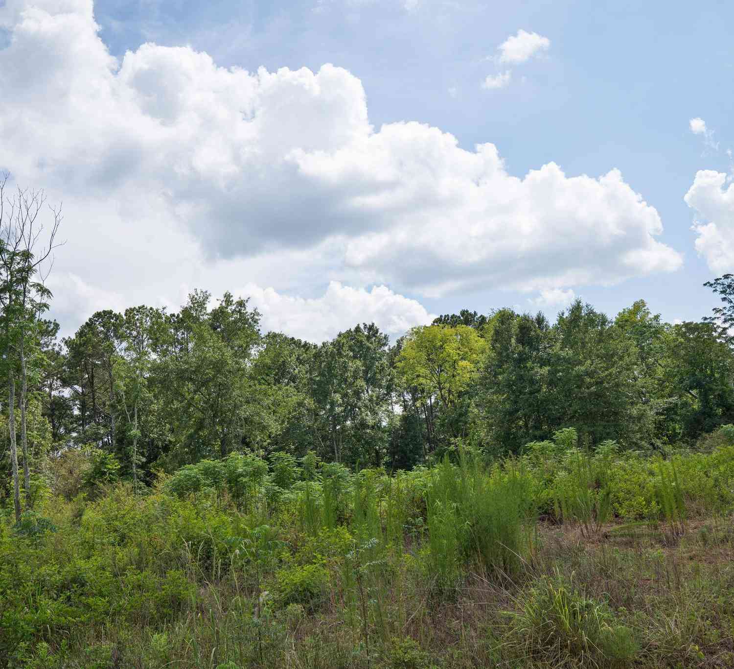 Vacant Land For Sale - 52 Askin Place<br/> Culloden, GA 31016