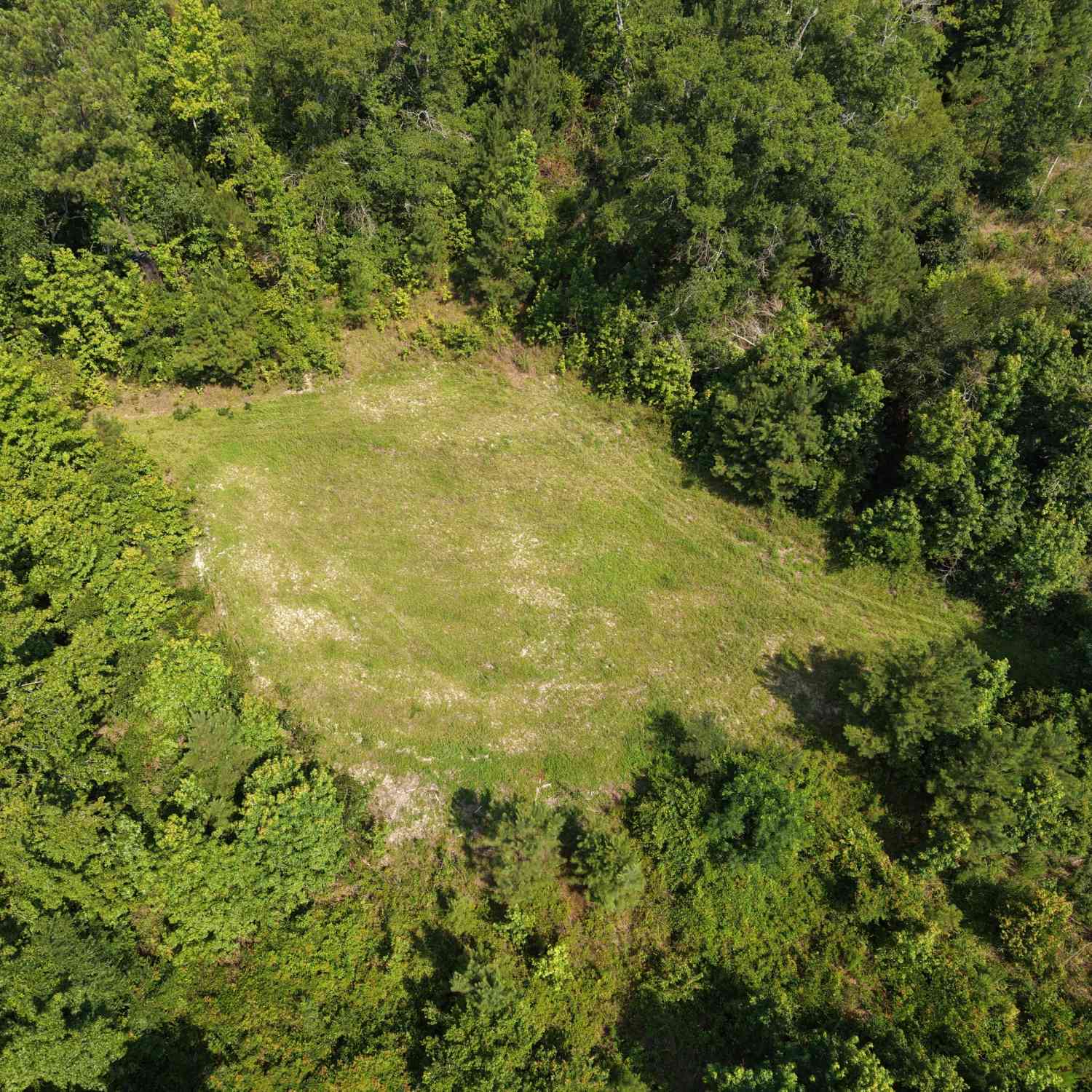 Vacant Land For Sale - Highway 17<br/> Burke County, Midville, GA 30441