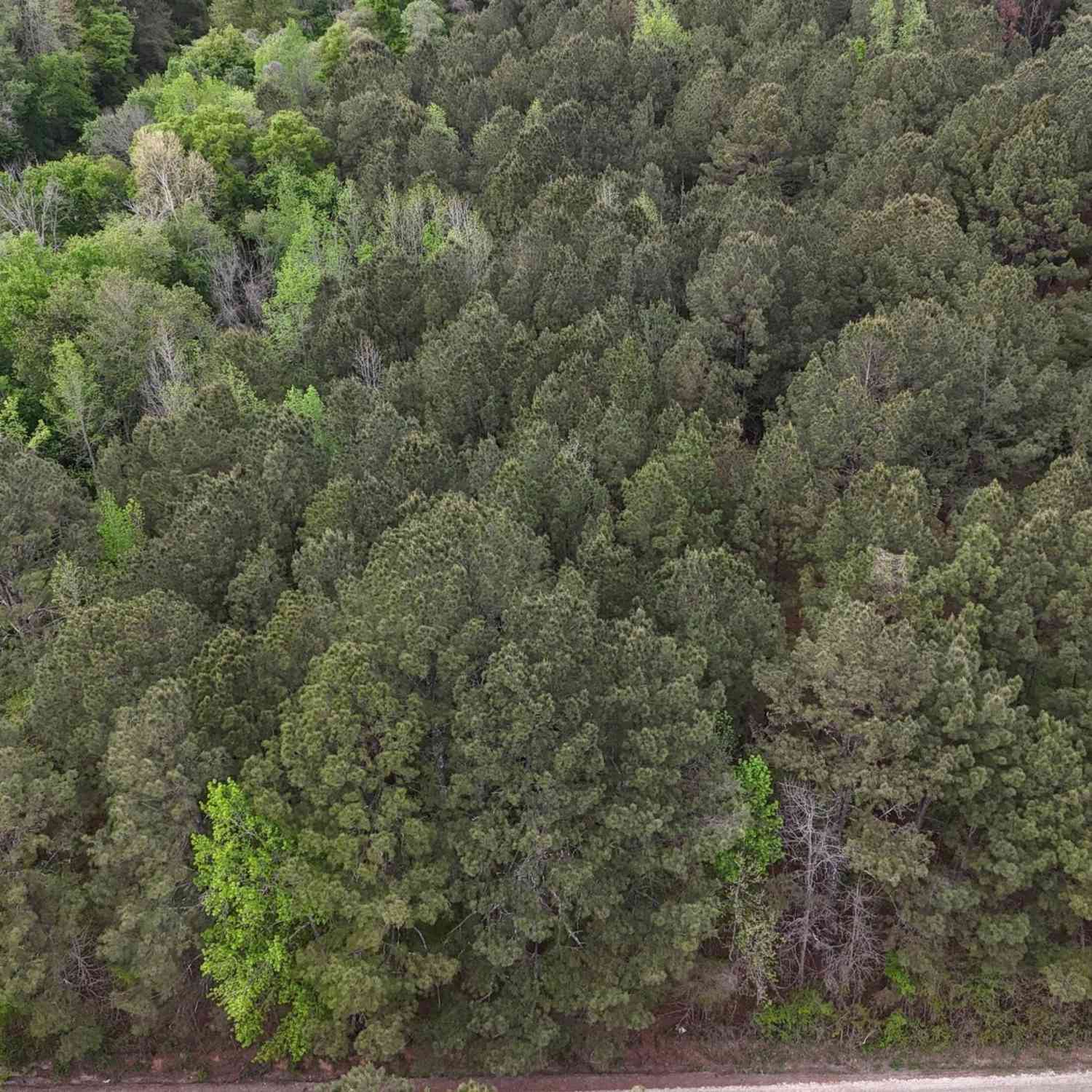 Vacant Land For Sale - Plantation Rd. #TRACT 1<br/> Madison, GA 30650