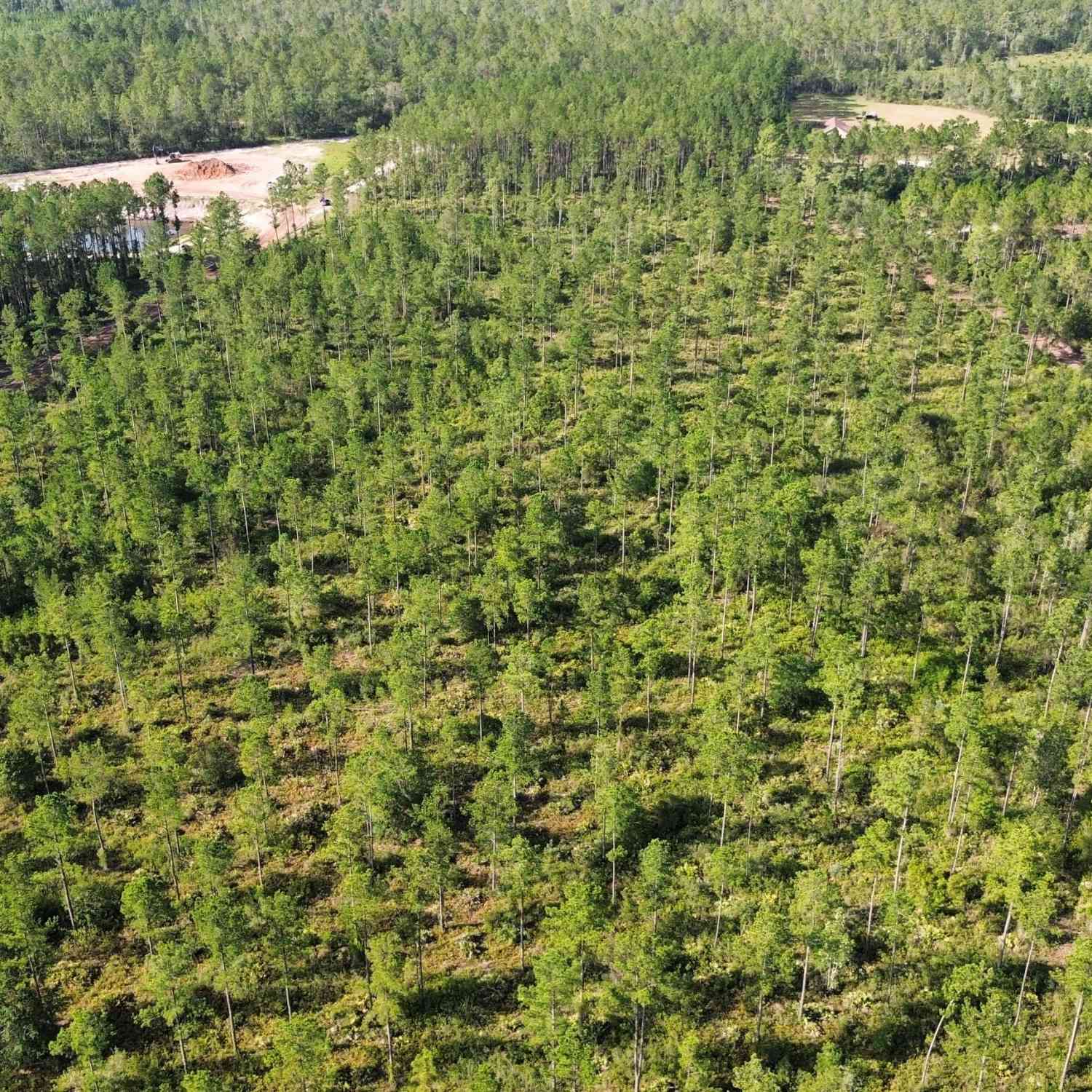 Vacant Land For Sale - Chimney Rock Road<br/> Camden County, White Oak, GA 31568