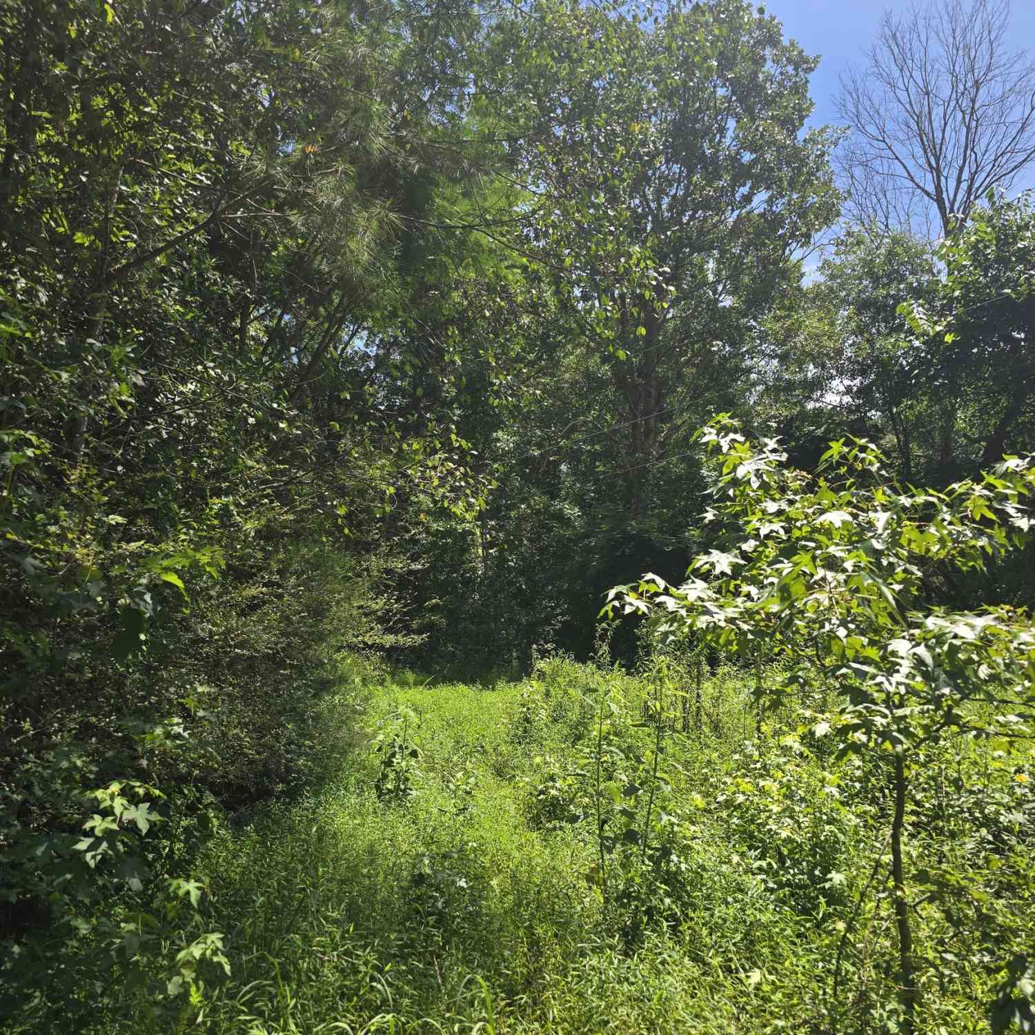 Vacant Land For Sale - Potash Road<br/> Cedartown, GA 30125