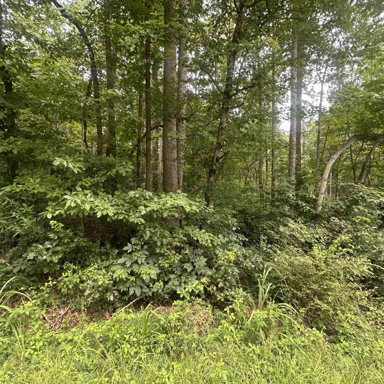 Vacant Land For Sale - 5281 N Forest Boulevard<br/> Gainesville, GA 30506