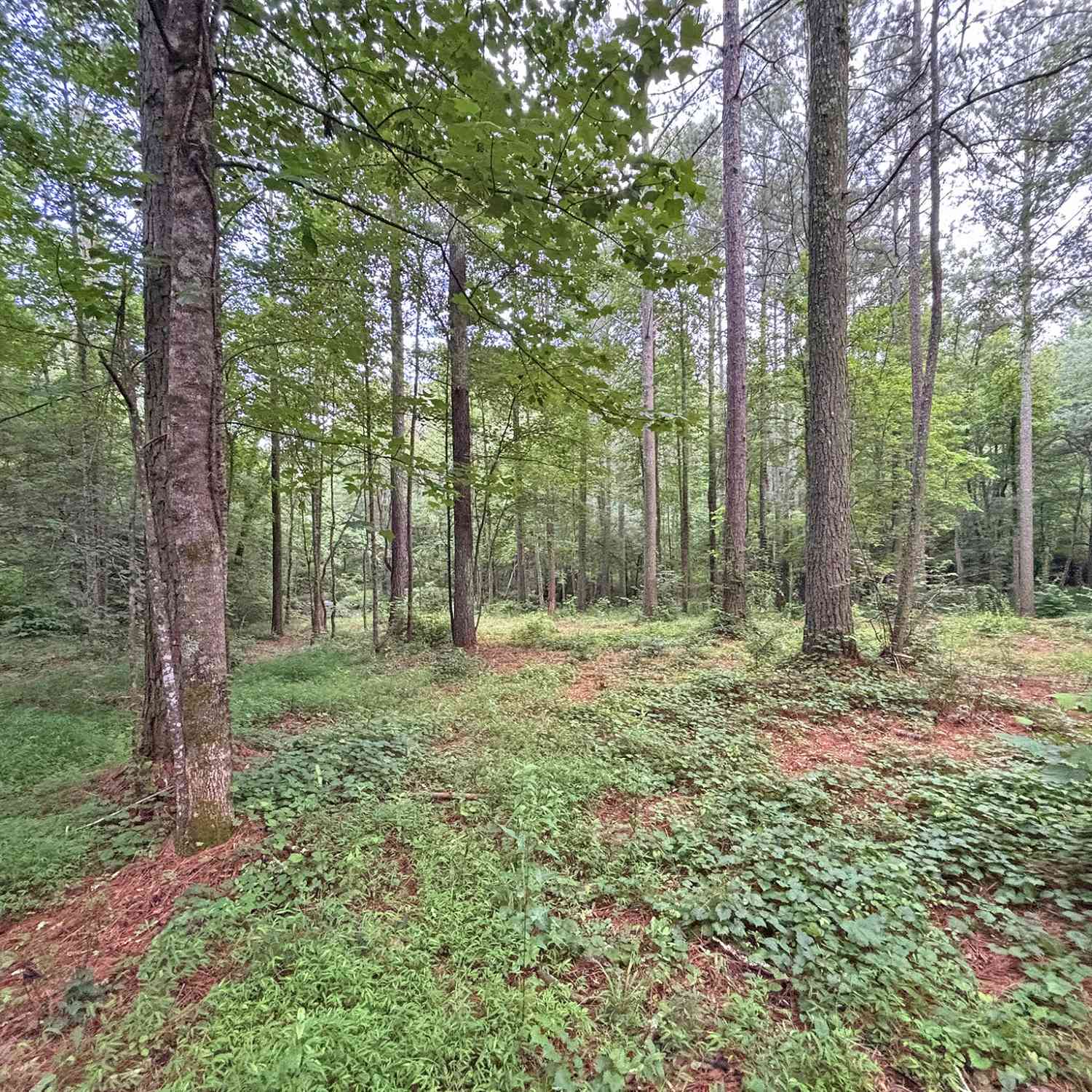 Vacant Land For Sale - 10AC Lovejoy Lane<br/> Gilmer County, Talking Rock, GA 30175